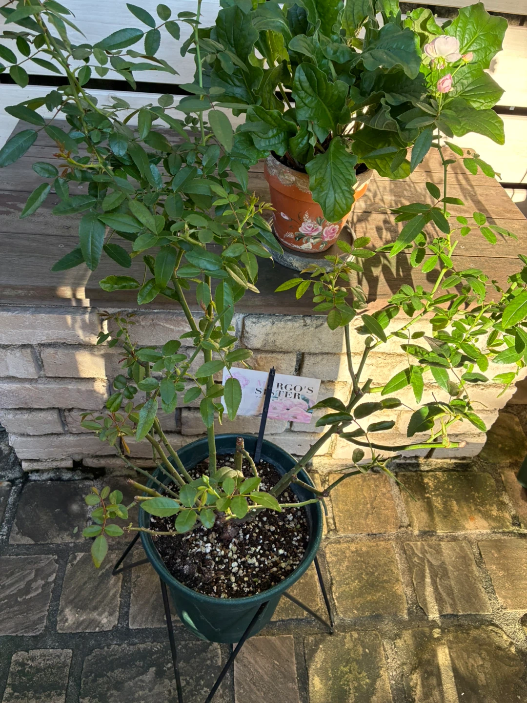 マルゴズシスター ポリアンサローズ 鉢植え