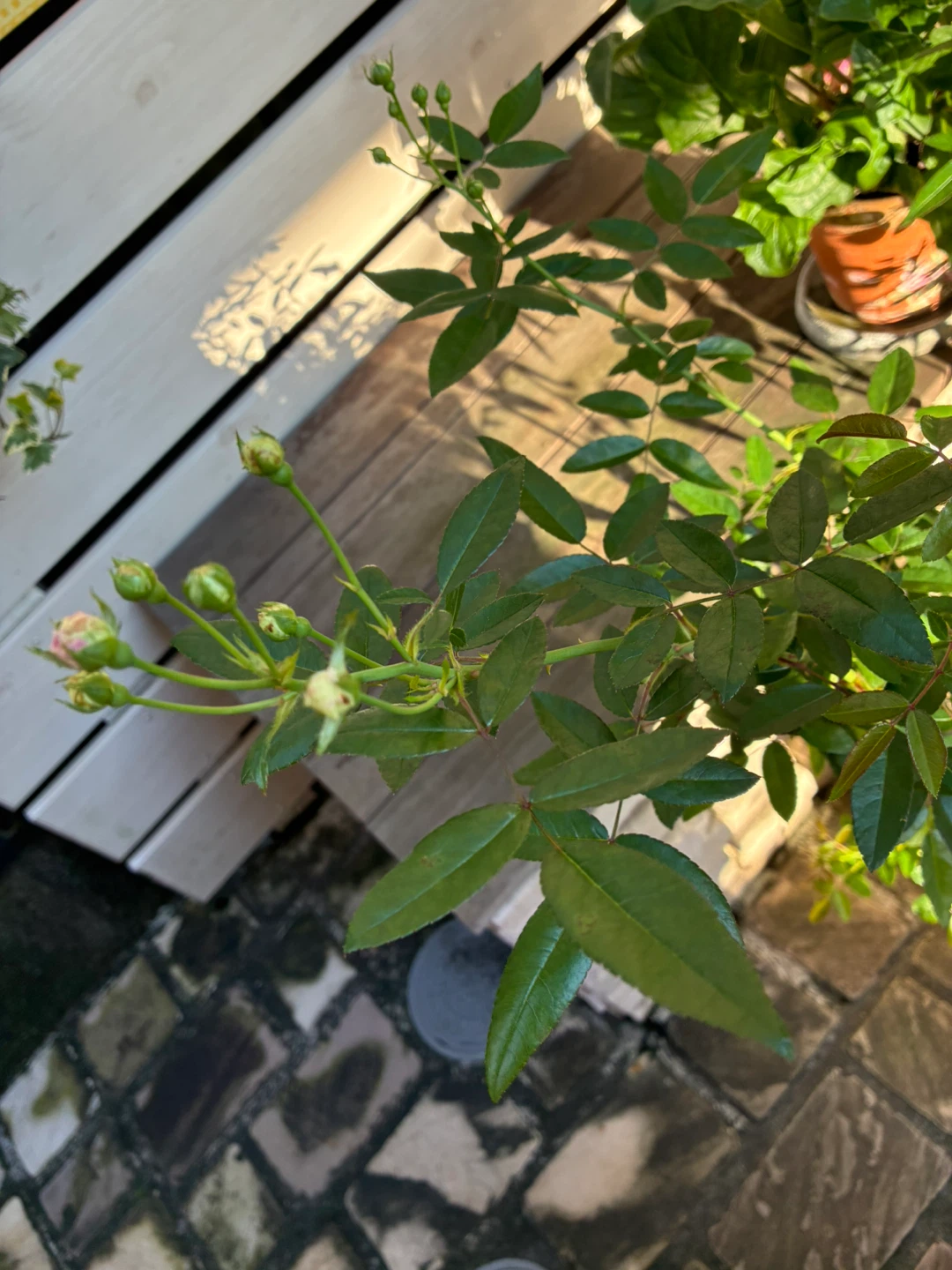 マルゴズシスター ポリアンサローズ 鉢植えの写真4枚目