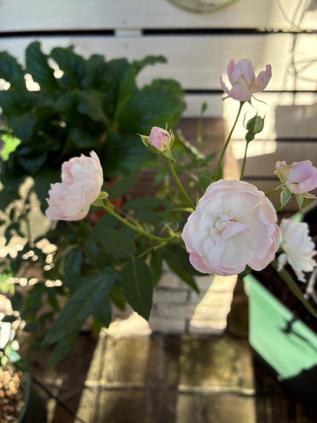 マルゴズシスター ポリアンサローズ 鉢植えの写真5枚目