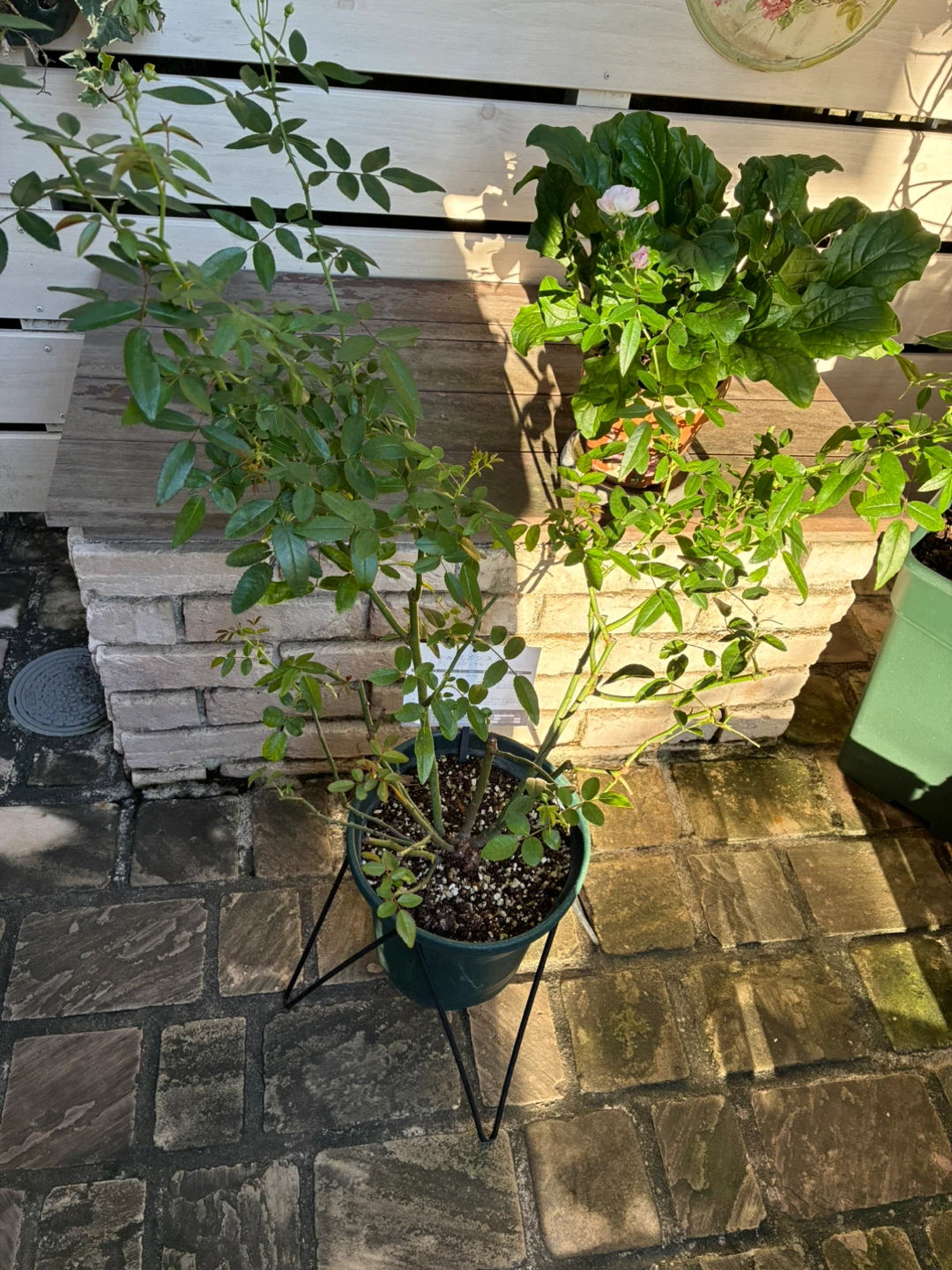 マルゴズシスター ポリアンサローズ 鉢植えの写真6枚目