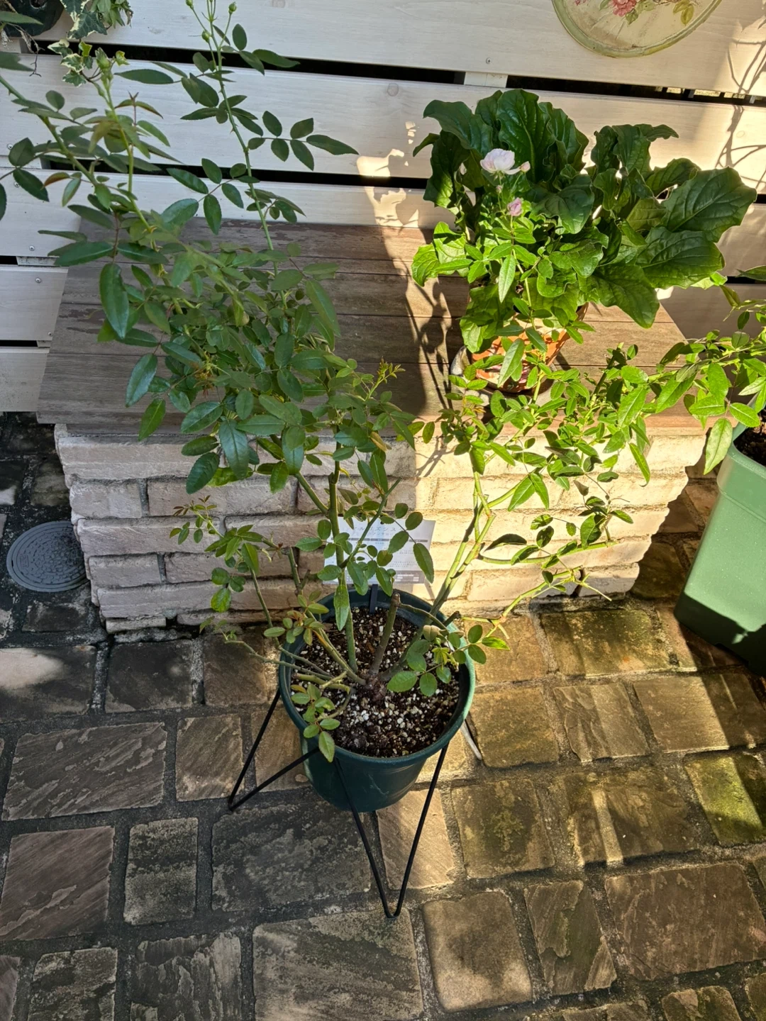 マルゴズシスター ポリアンサローズ 鉢植えの写真6枚目