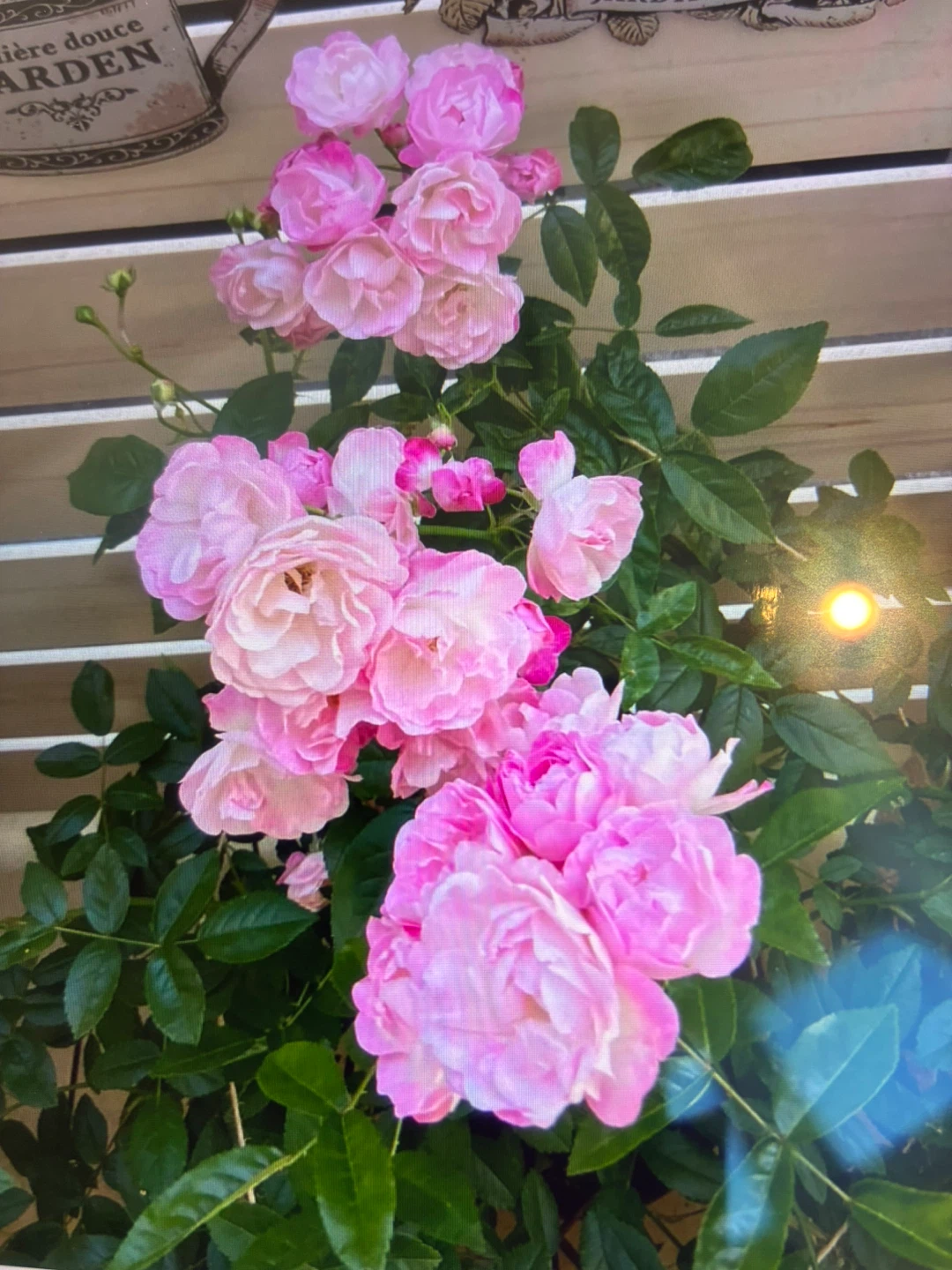 マルゴズシスター ポリアンサローズ 鉢植えの写真7枚目