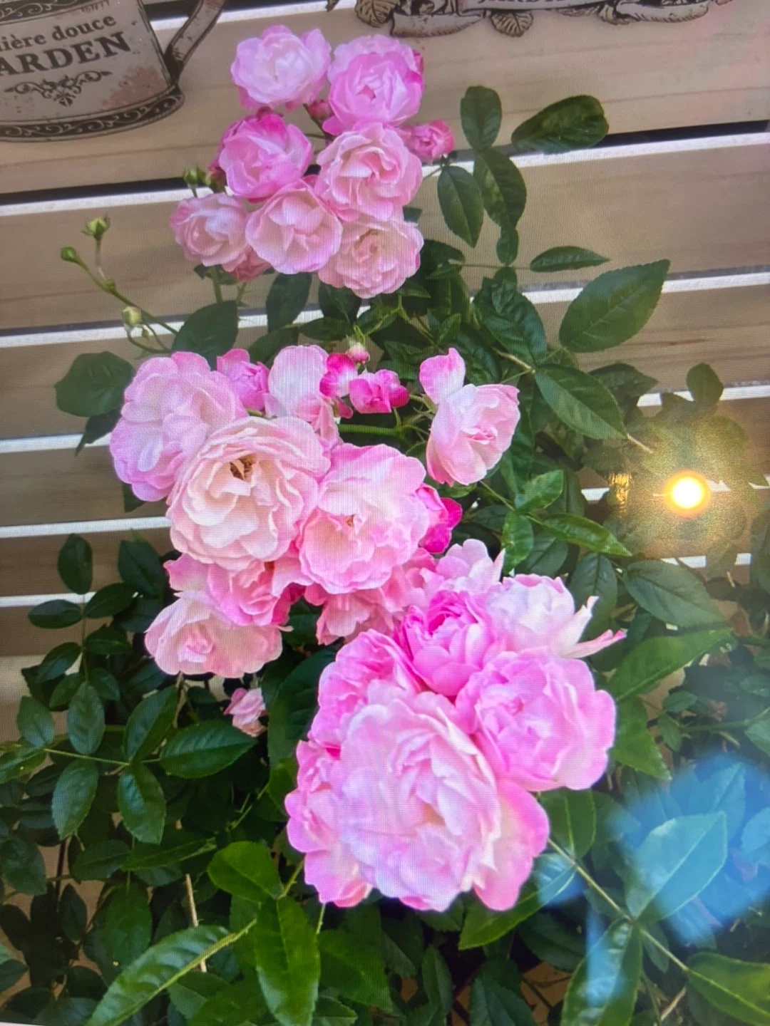 マルゴズシスター ポリアンサローズ 鉢植えの写真7枚目