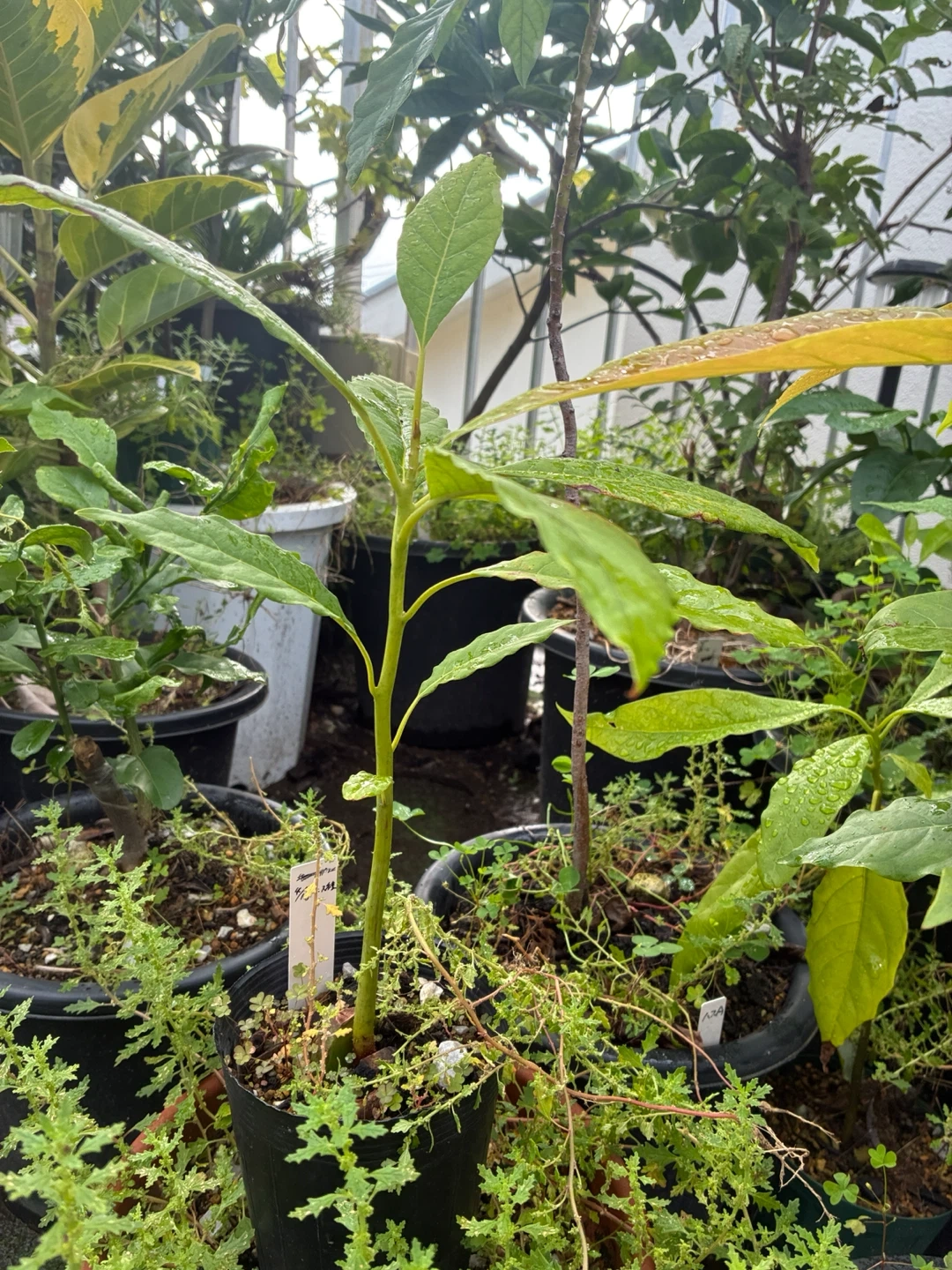 アボカドの苗木 観葉植物