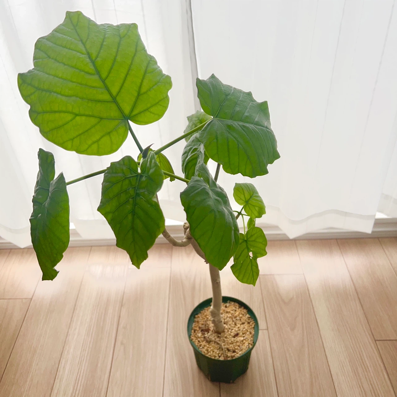 ウンベラータ 観葉植物