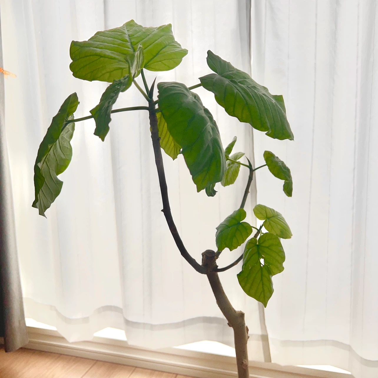 ウンベラータ 観葉植物の写真2枚目