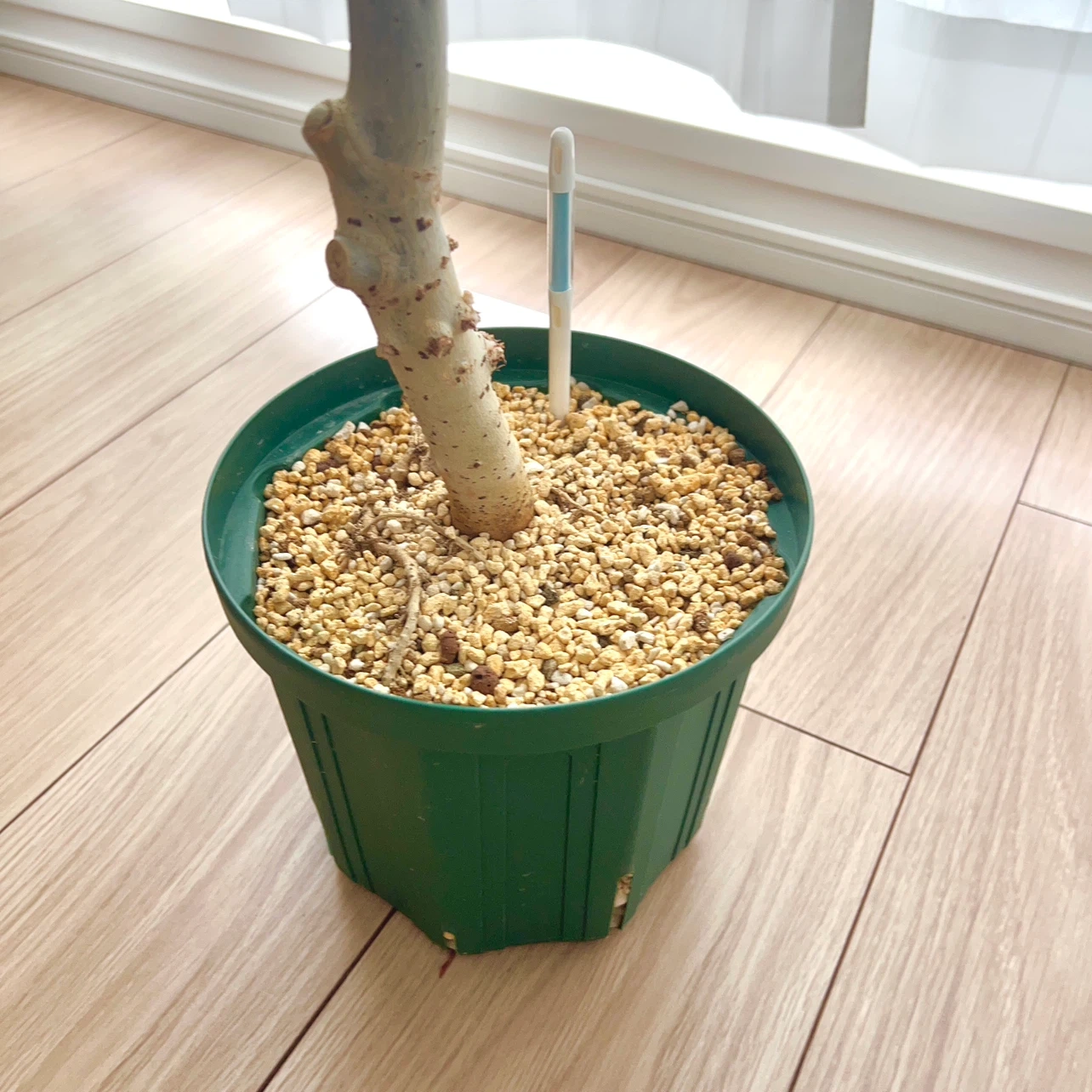 ウンベラータ 観葉植物の写真3枚目
