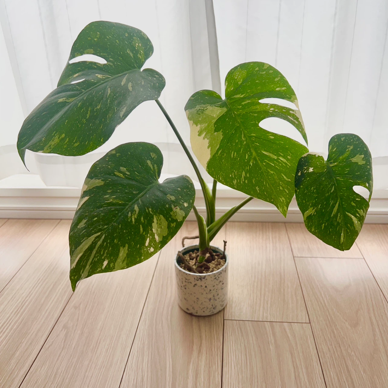 モンステラ 斑入り 観葉植物