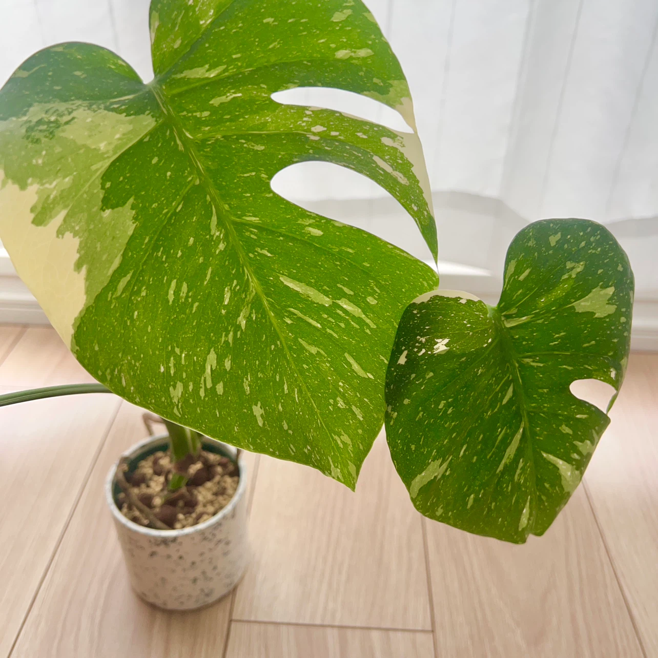 モンステラ 斑入り 観葉植物の写真2枚目