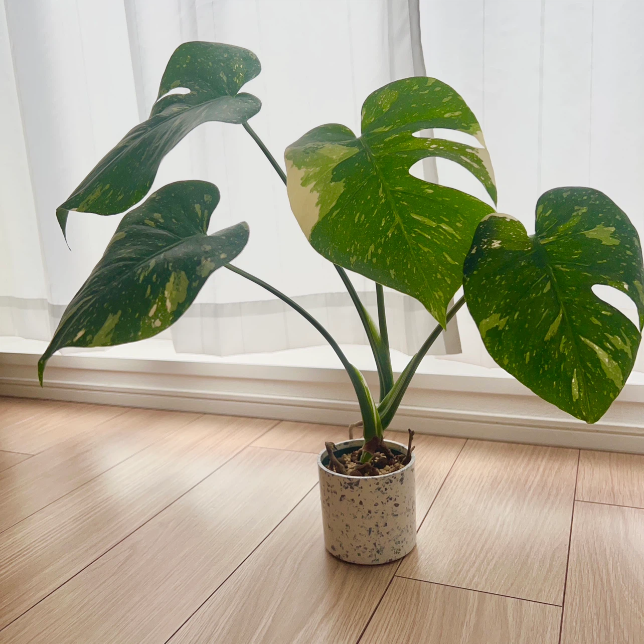 モンステラ 斑入り 観葉植物の写真3枚目