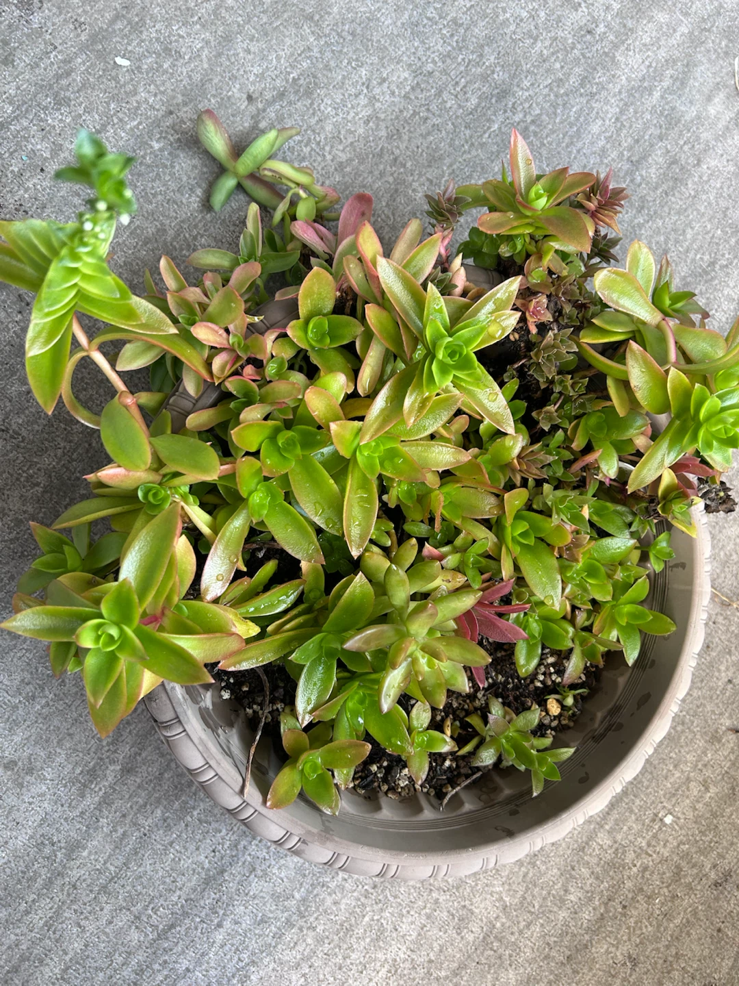 多肉植物
