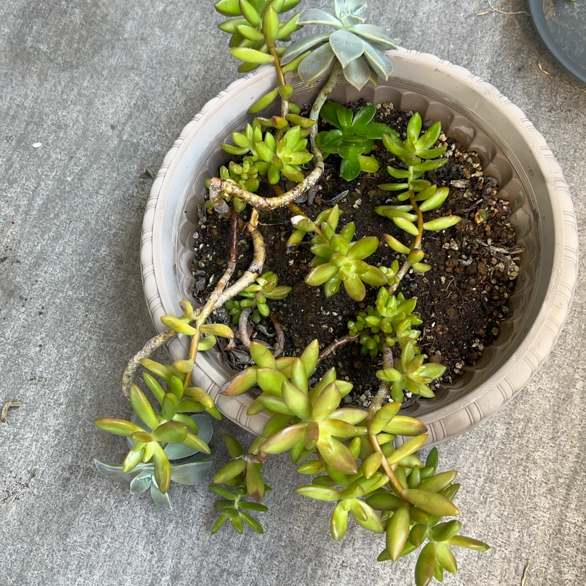 多肉植物