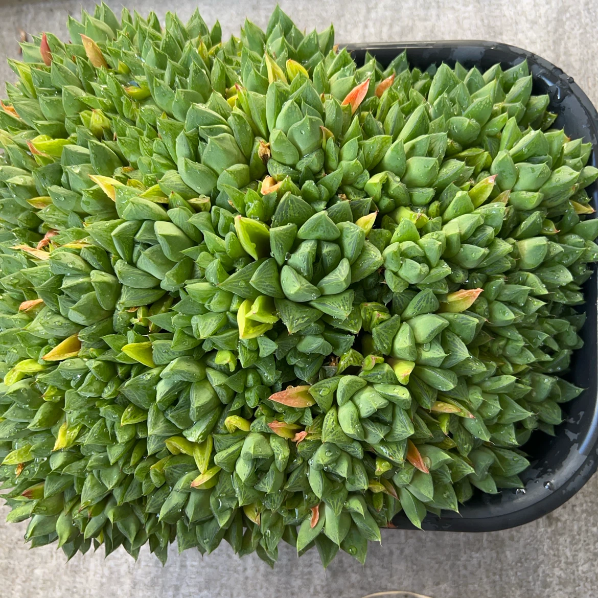 ハオルチア？　群生 多肉植物