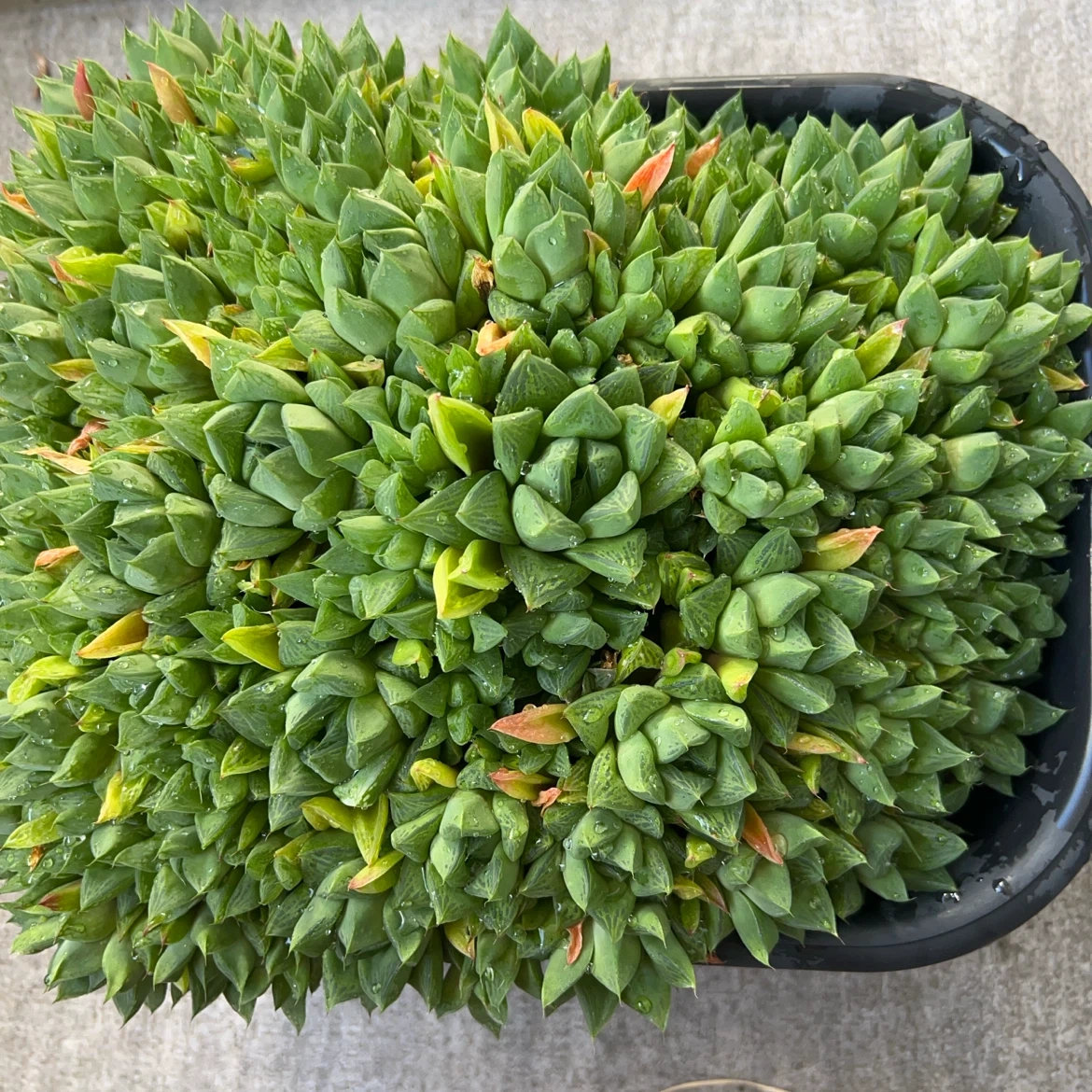 ハオルチア? 群生 多肉植物
