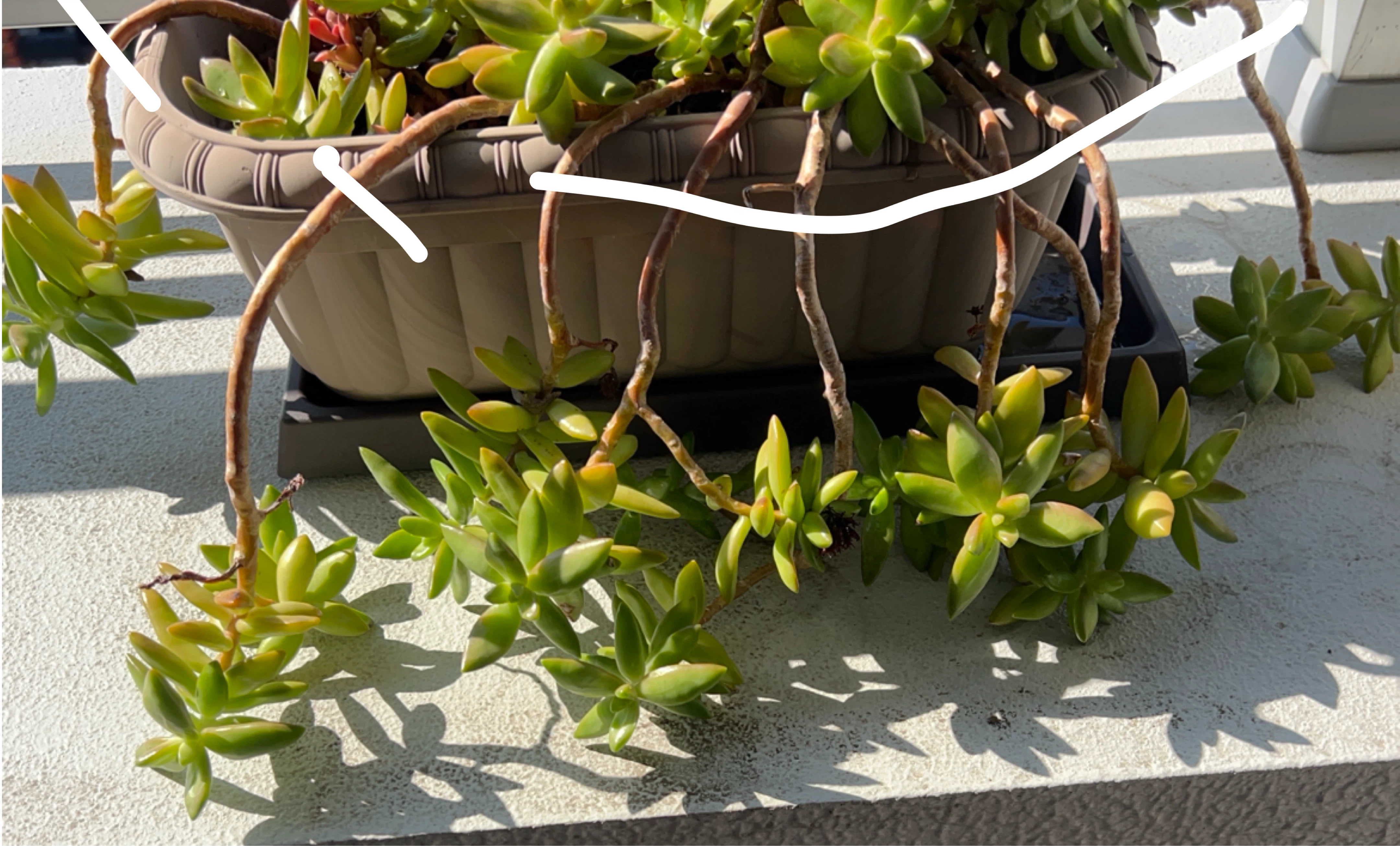 多肉植物　カット苗