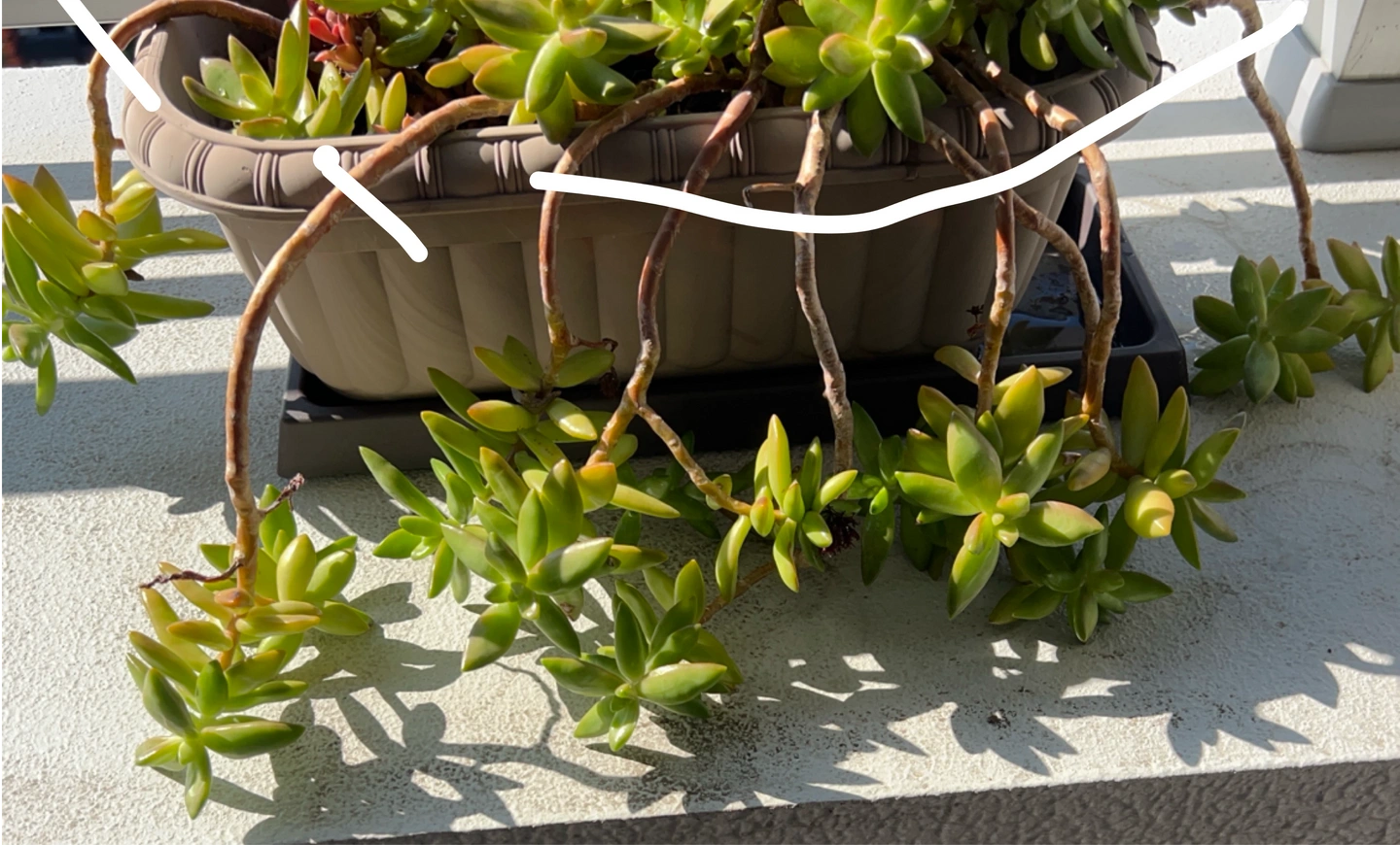 多肉植物 カット苗