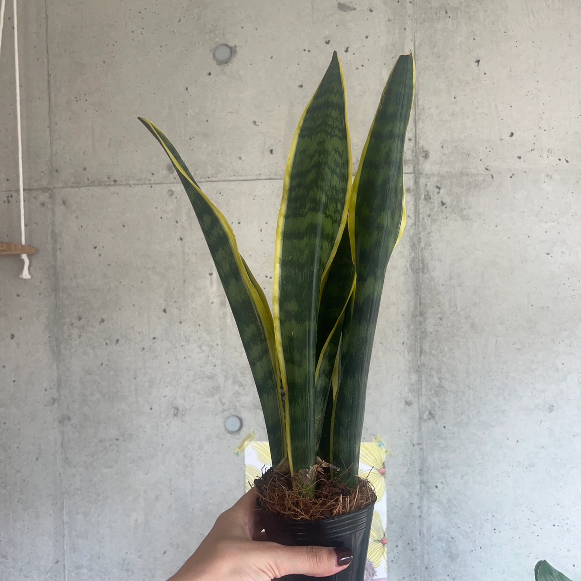 サンスベリア 観葉植物