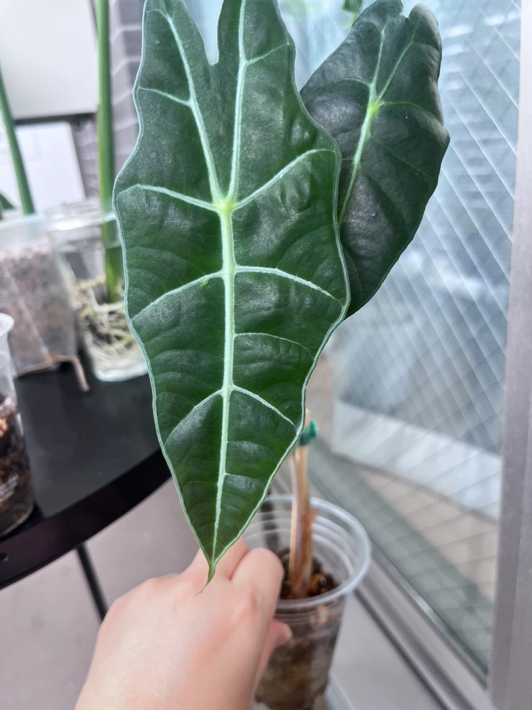 アロカシア  観葉植物A