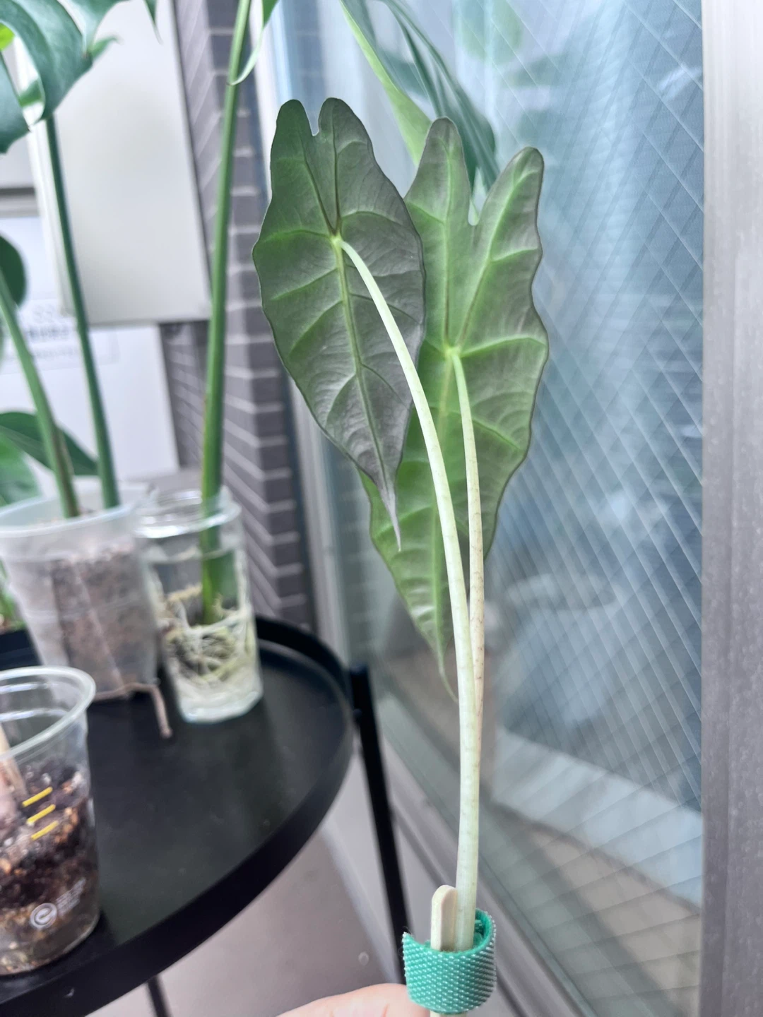 アロカシア  観葉植物Aの写真2枚目