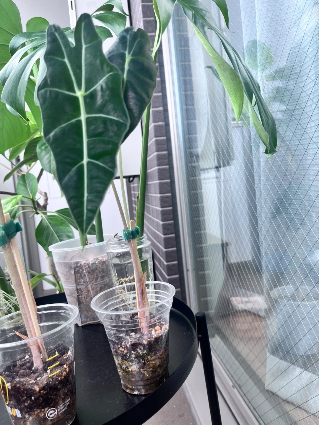 アロカシア 観葉植物Aの写真3枚目