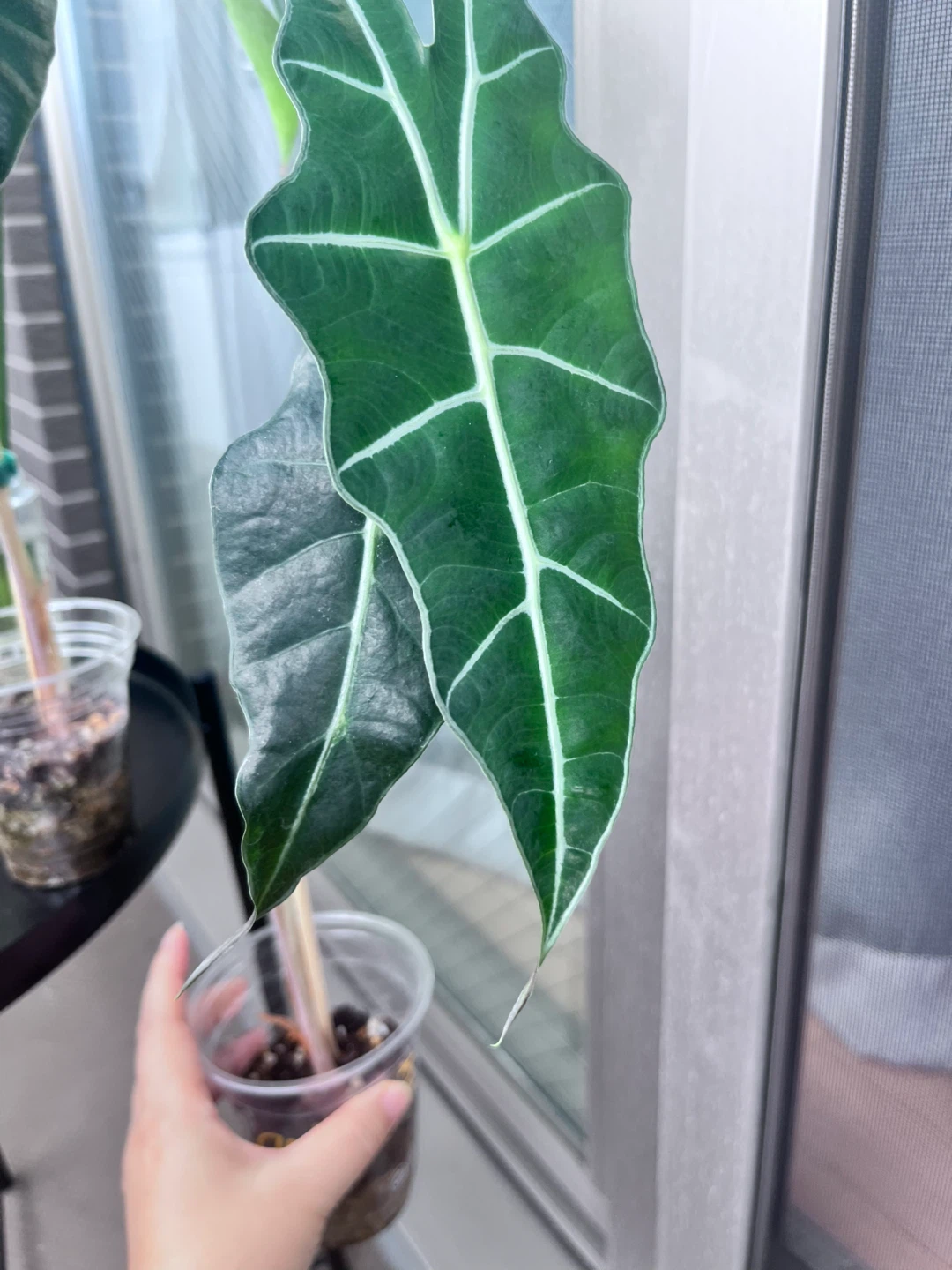 アロカシア アマゾニカ 観葉植物 B