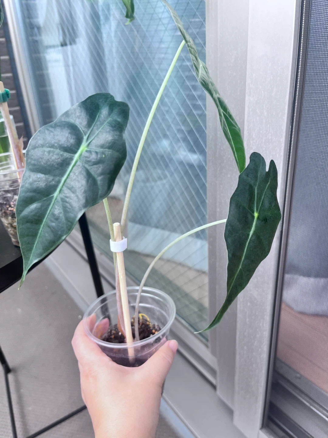 アロカシア アマゾニカ 観葉植物Cの写真2枚目