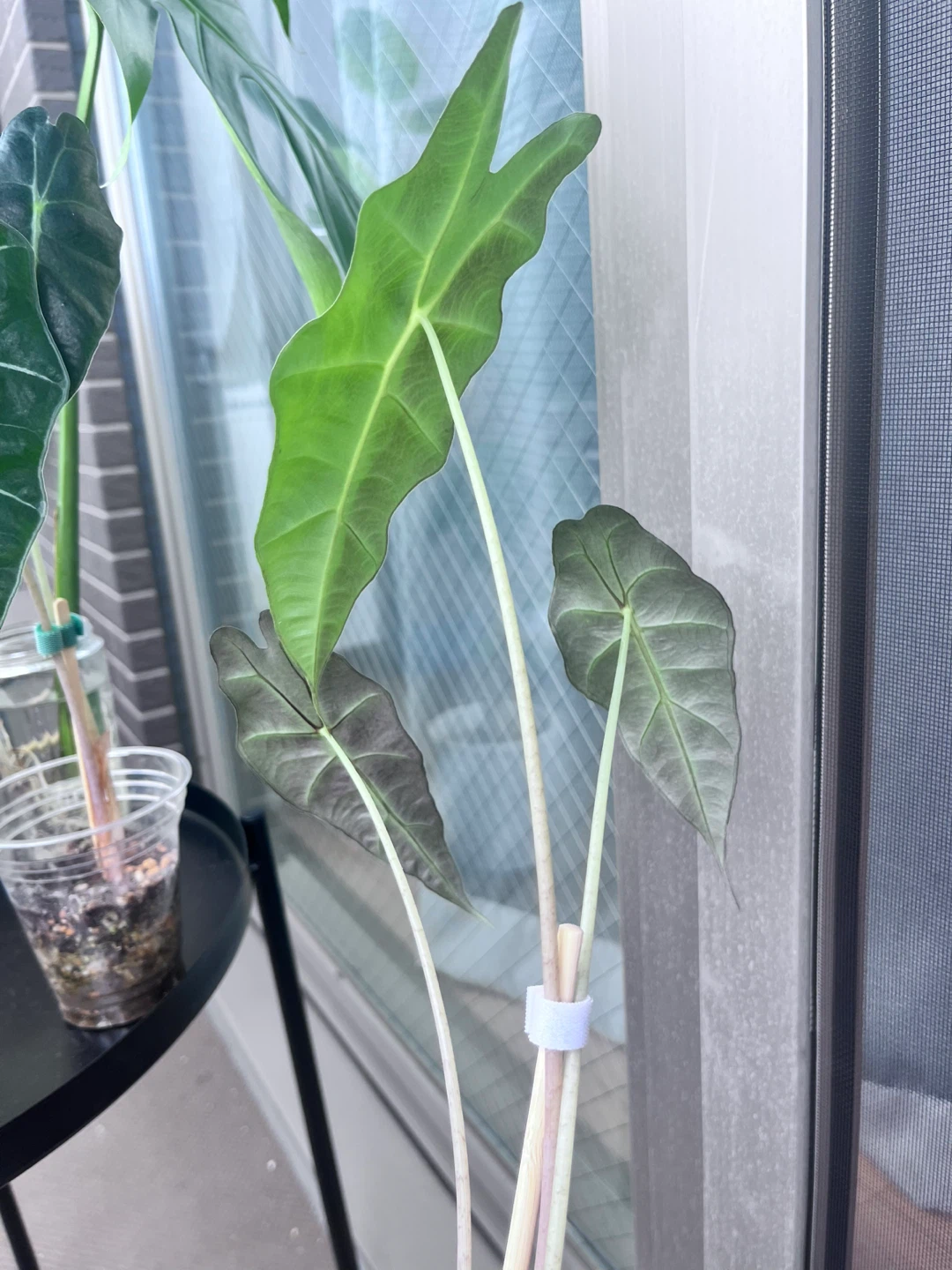 アロカシア アマゾニカ　観葉植物Cの写真3枚目