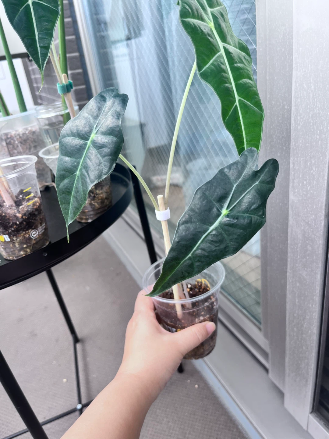 アロカシア アマゾニカ　観葉植物Cの写真4枚目