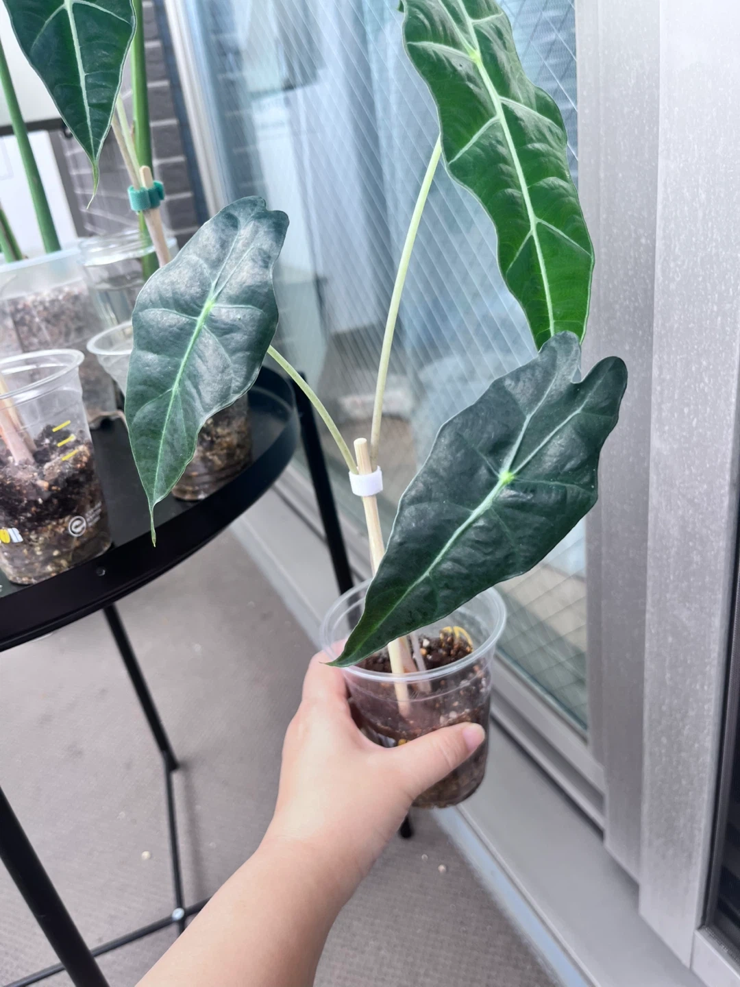 アロカシア アマゾニカ 観葉植物Cの写真4枚目