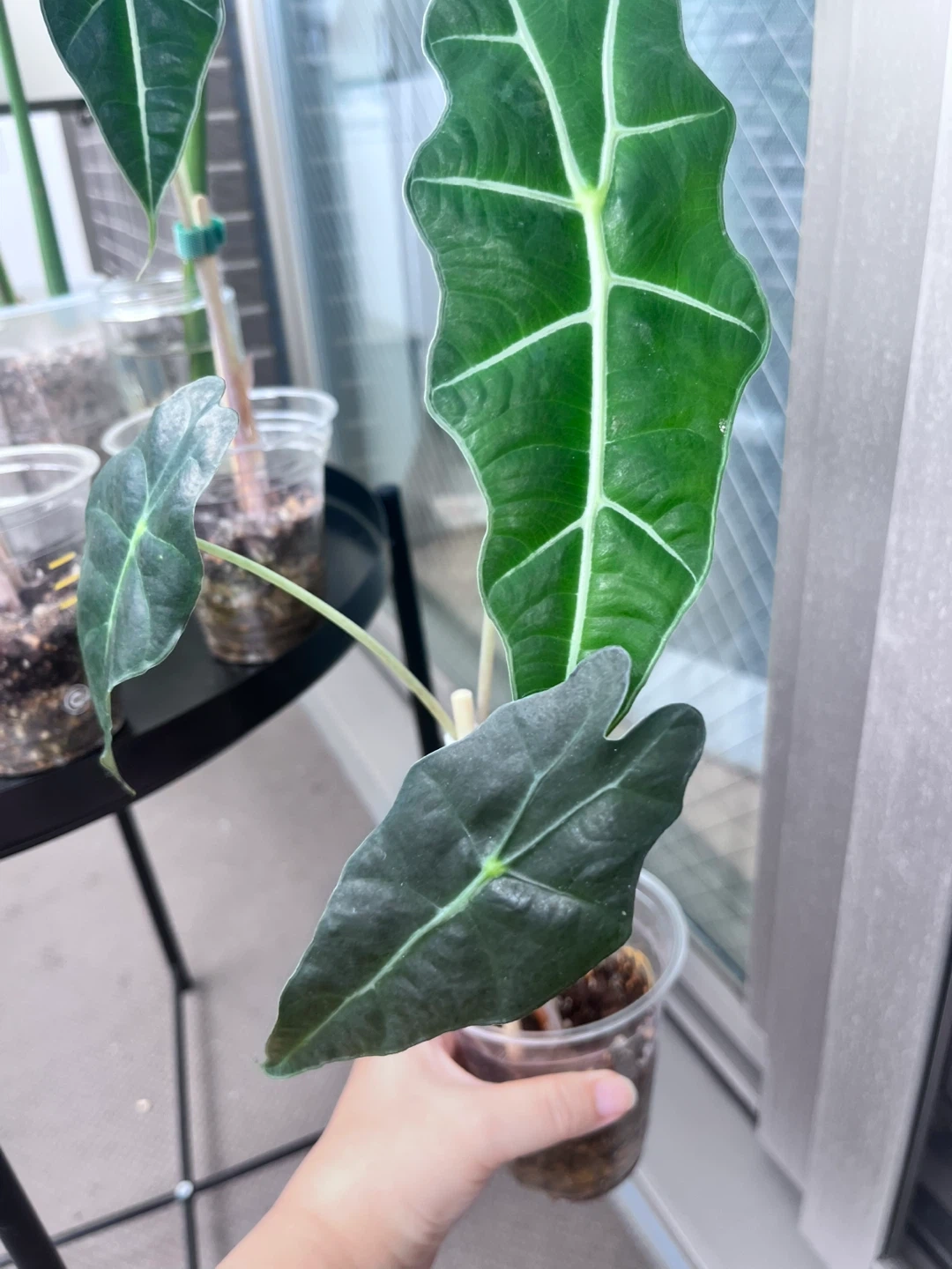 アロカシア アマゾニカ 観葉植物C