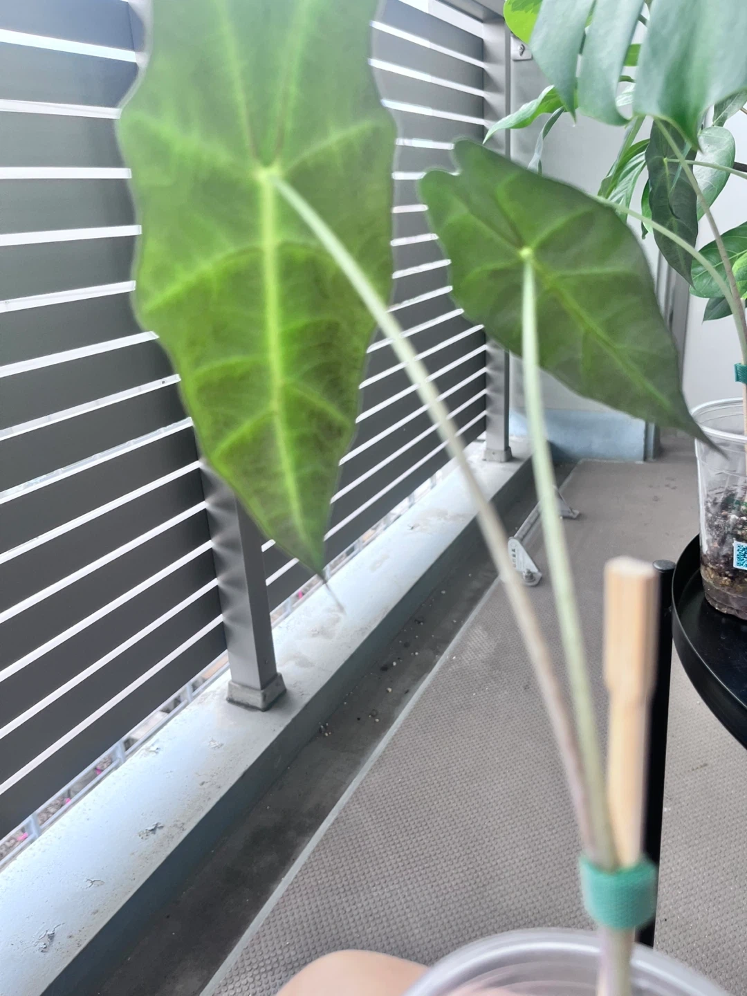 アロカシア ポリー 観葉植物Dの写真2枚目