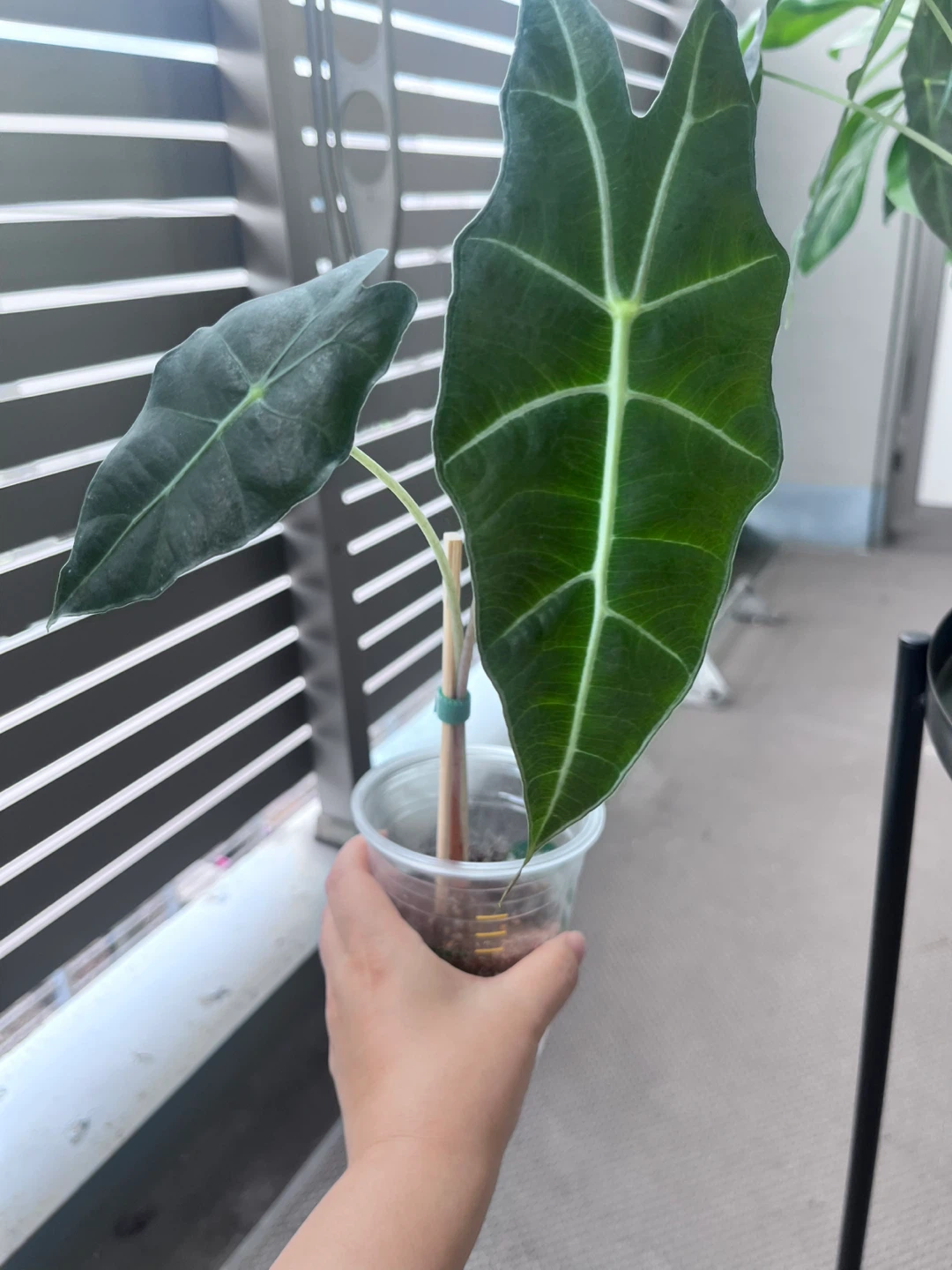 アロカシア ポリー 観葉植物D