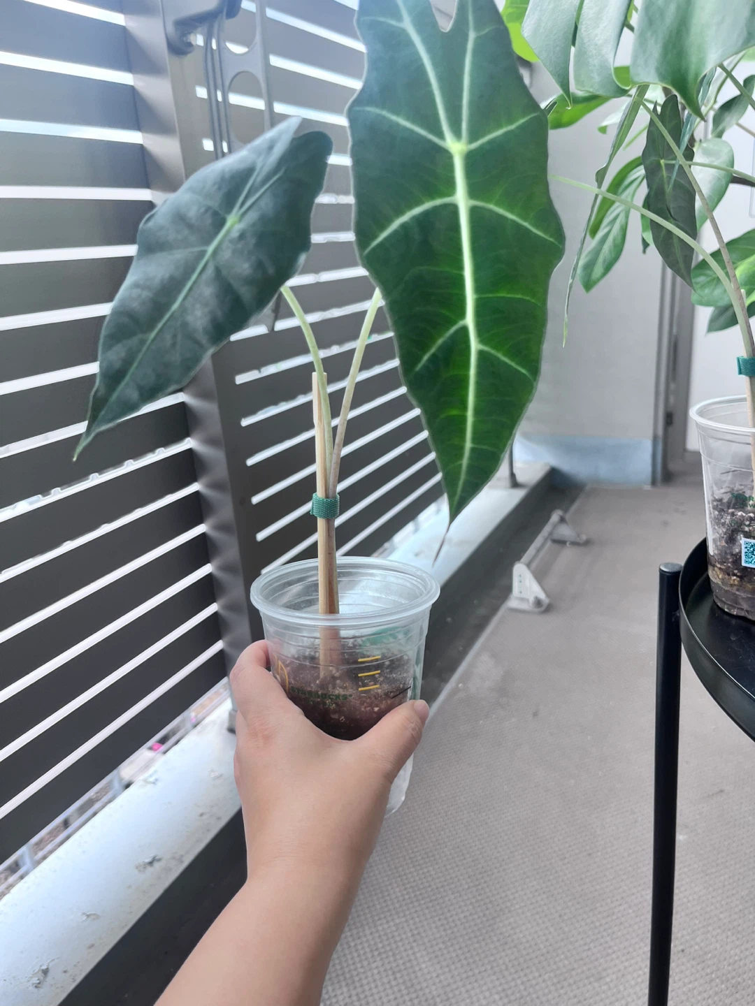 アロカシア ポリー 観葉植物Dの写真3枚目