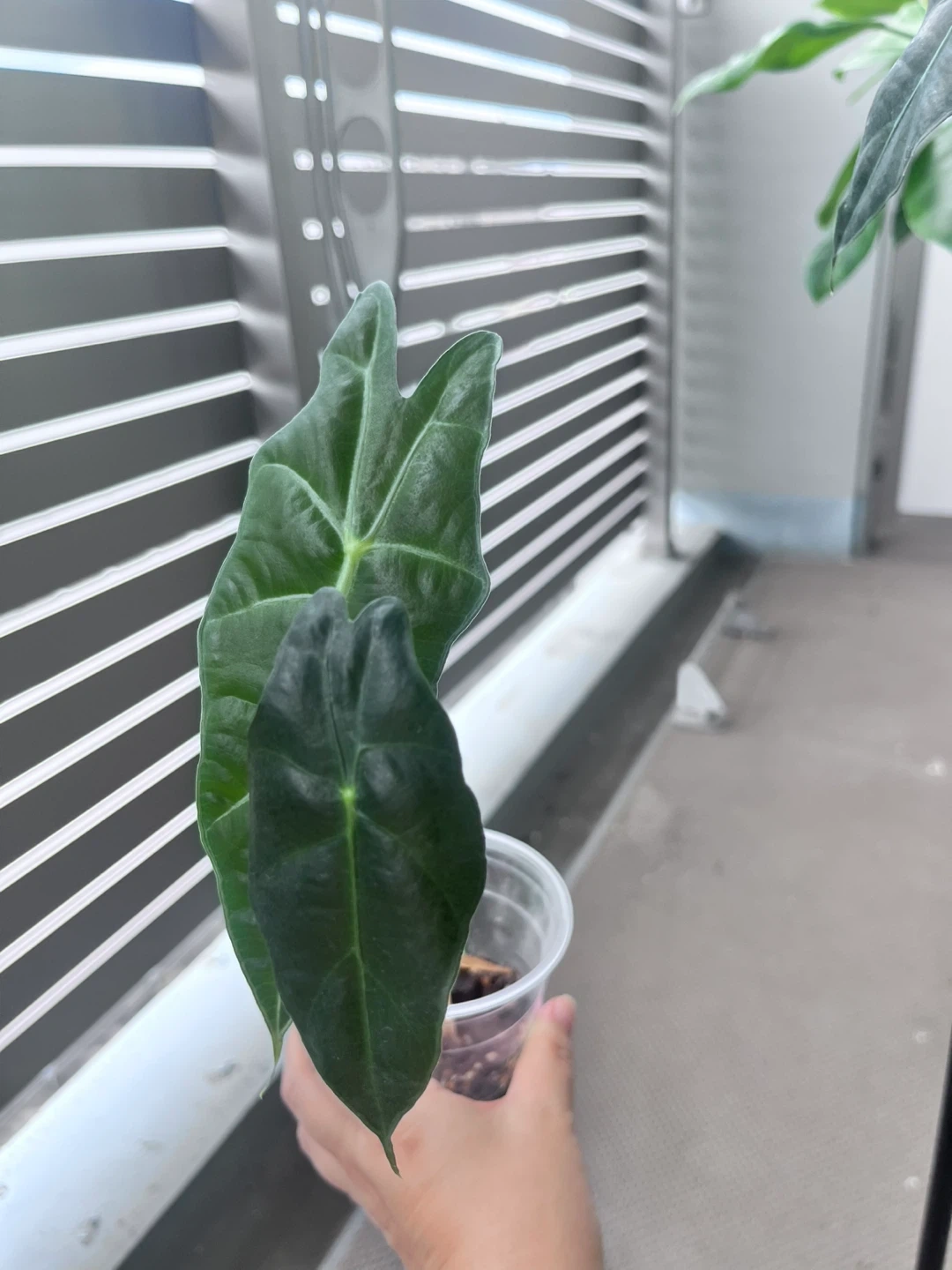 アロカシア アマゾニカ 観葉植物E