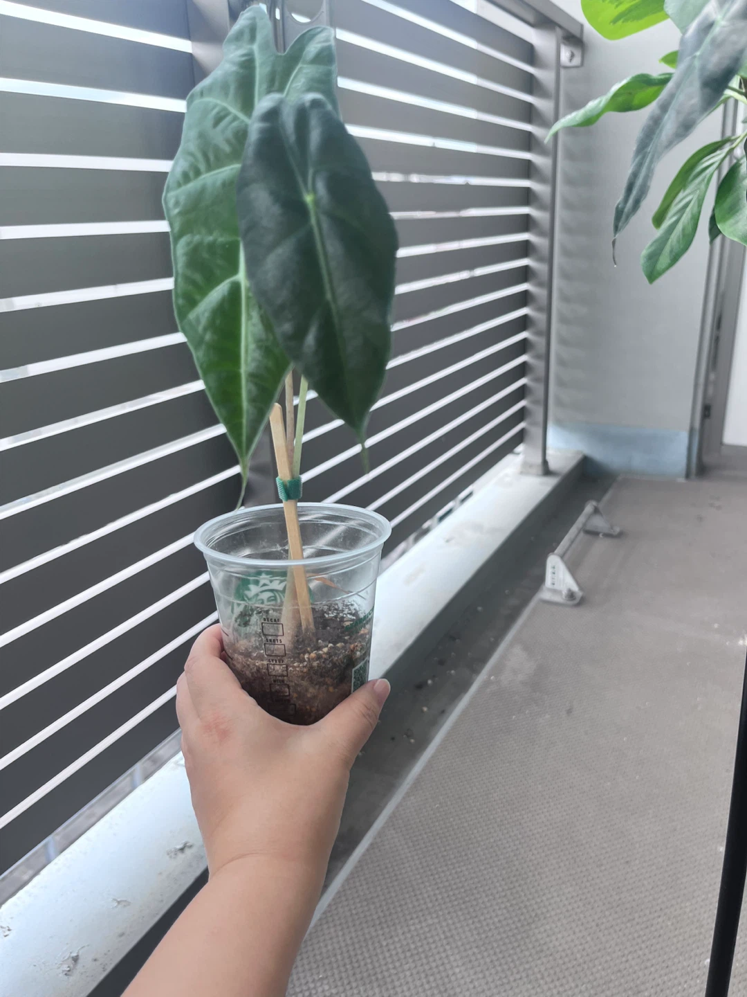 アロカシア アマゾニカ 観葉植物Eの写真3枚目