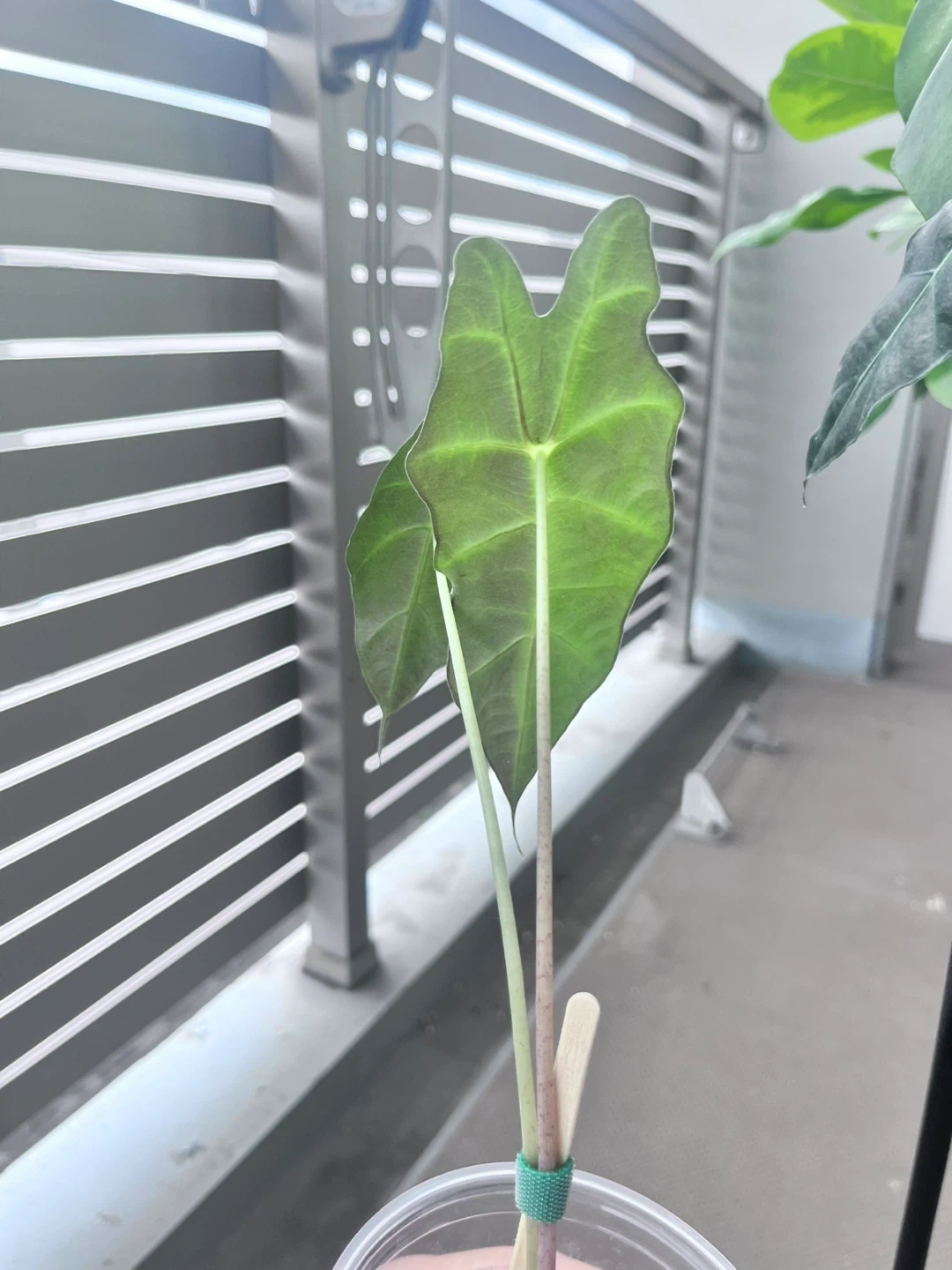 アロカシア アマゾニカ 観葉植物Eの写真2枚目