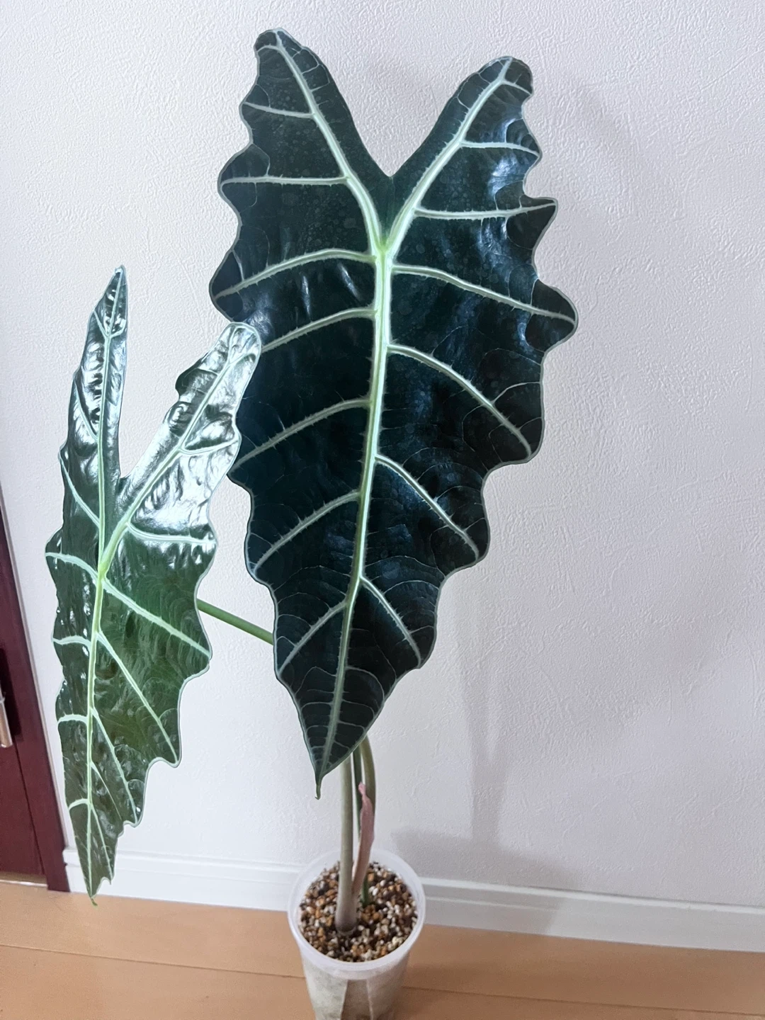 アロカシア アマゾニカ 観葉植物Eの写真4枚目