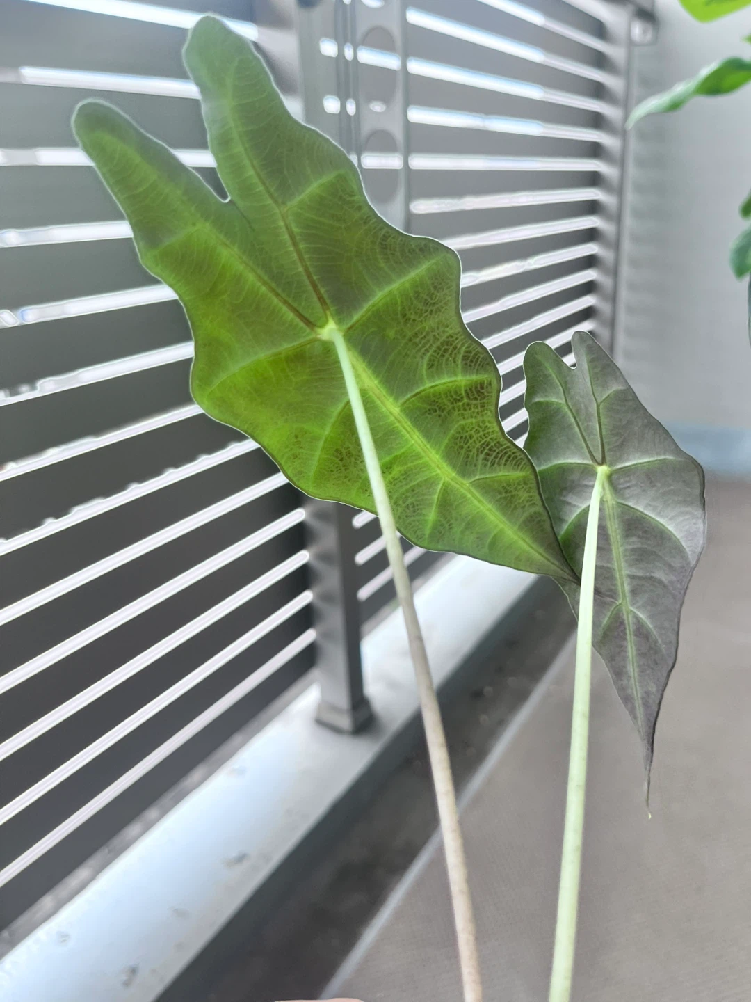 アロカシア アマゾニカ 観葉植物Fの写真2枚目