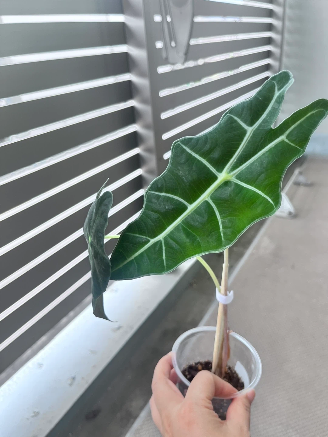 アロカシア アマゾニカ 観葉植物F