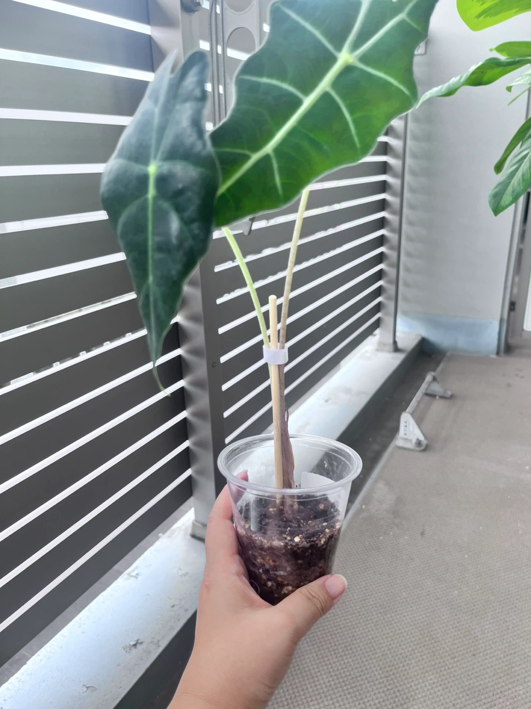 アロカシア アマゾニカ 観葉植物Fの写真3枚目