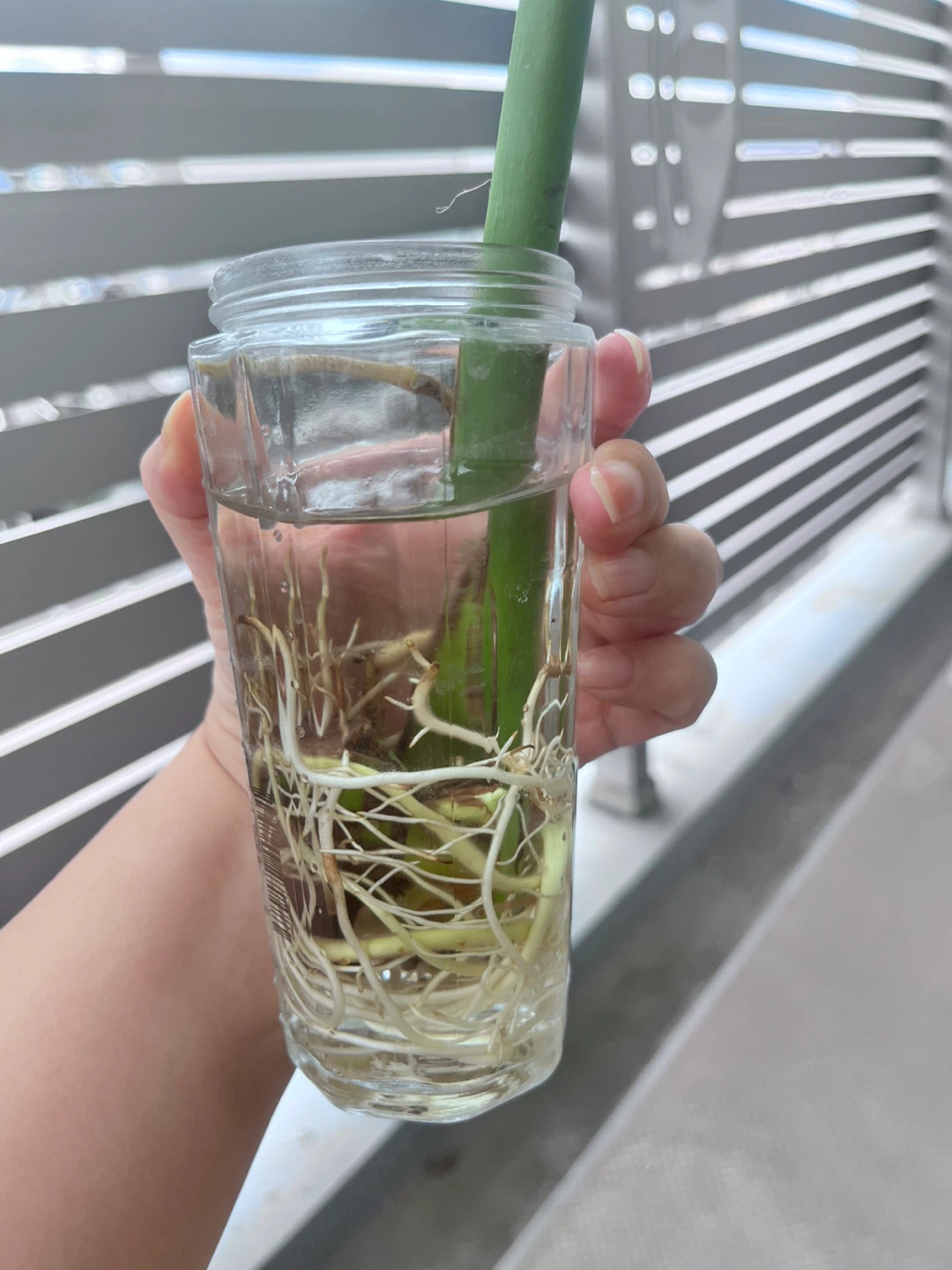 モンステラ 挿し穂 水耕栽培 Aの写真3枚目