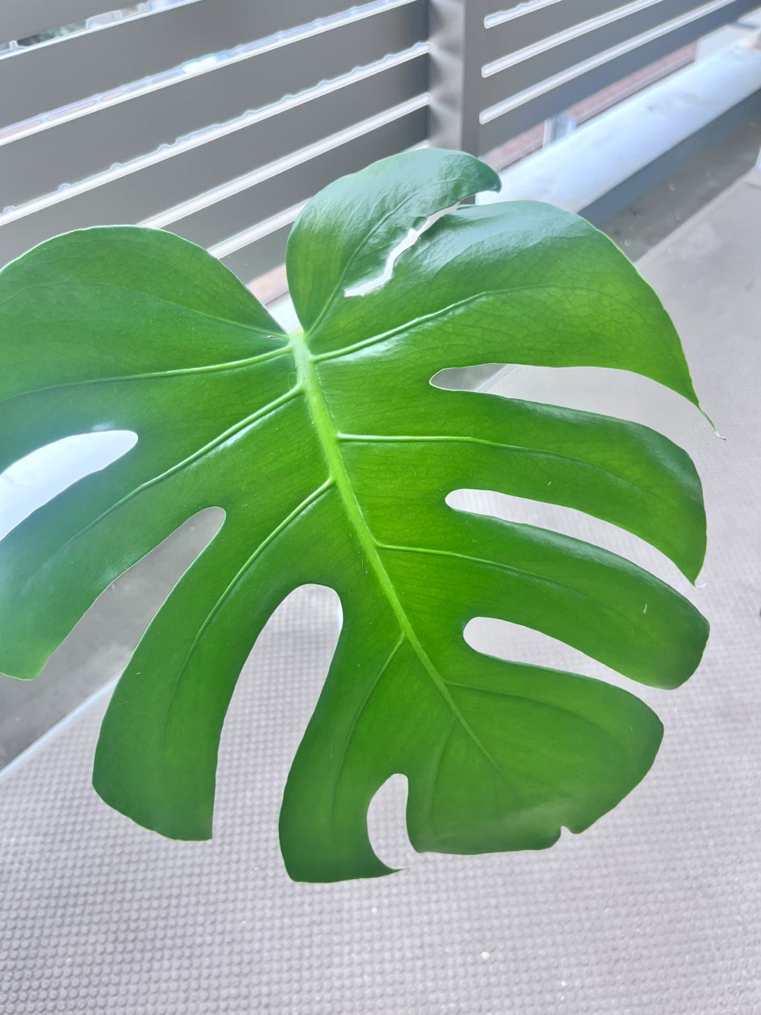 モンステラ 挿し穂 水耕栽培 A