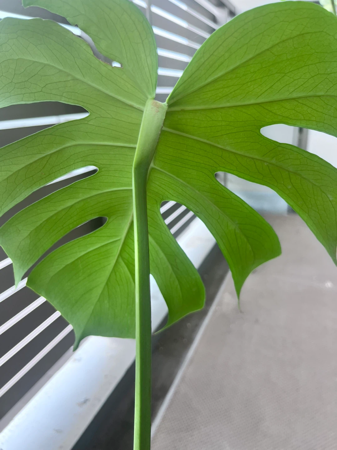 モンステラ 挿し穂 水耕栽培 Aの写真2枚目