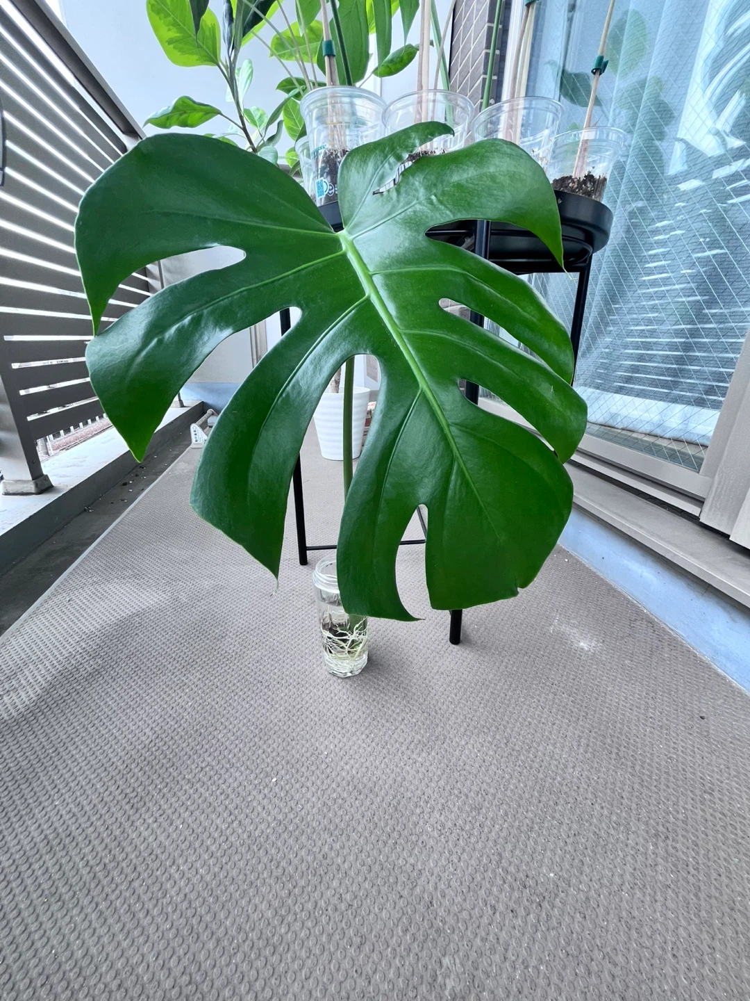 モンステラ 挿し穂 水耕栽培 Aの写真4枚目