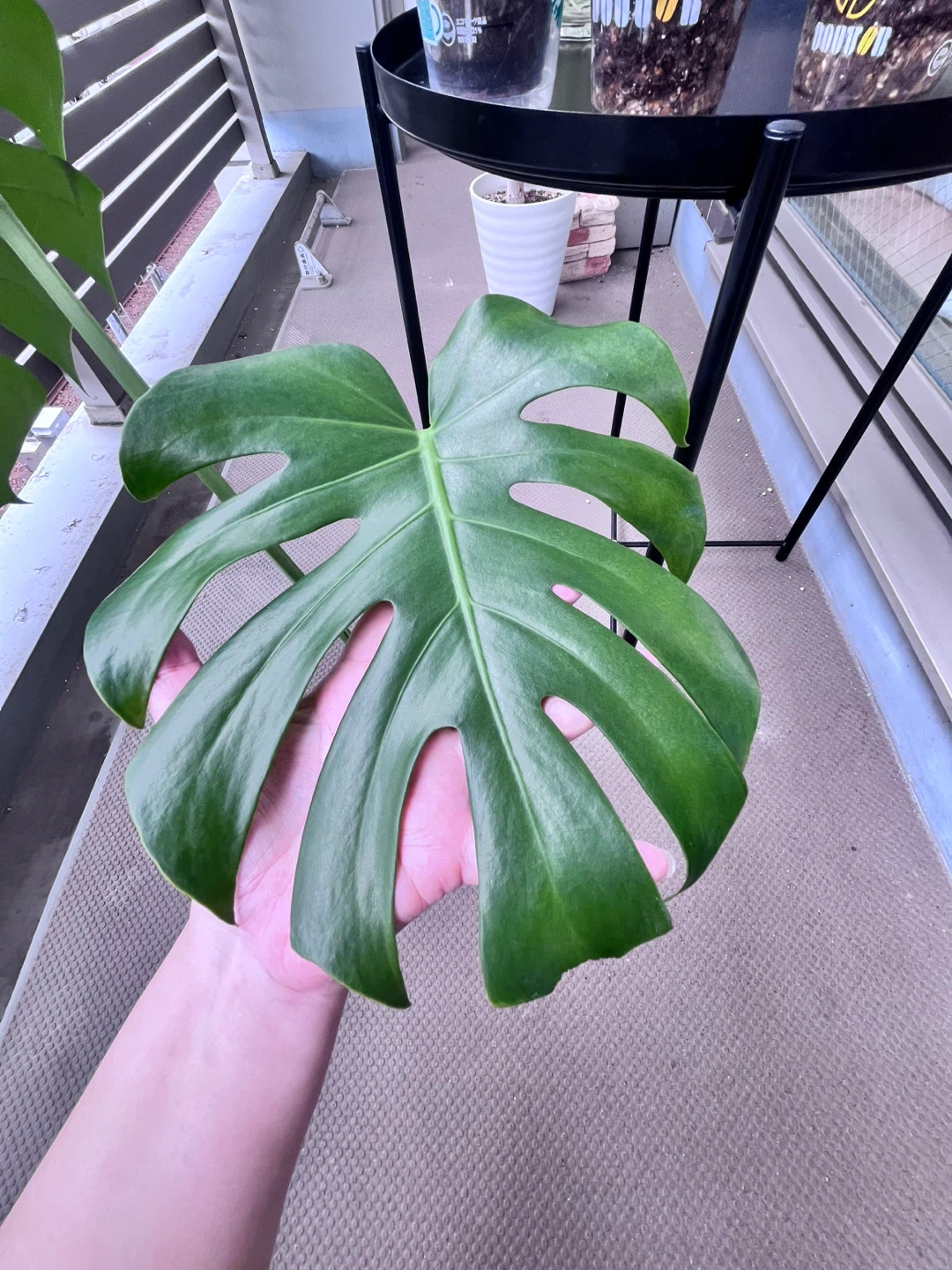 モンステラ 観葉植物Cの写真2枚目