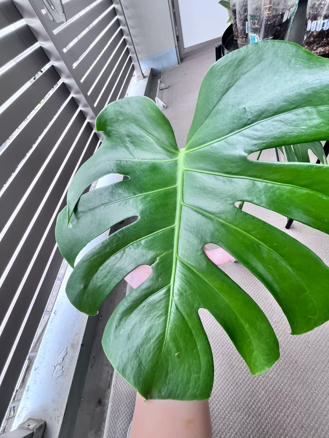 モンステラ 観葉植物Cの写真3枚目