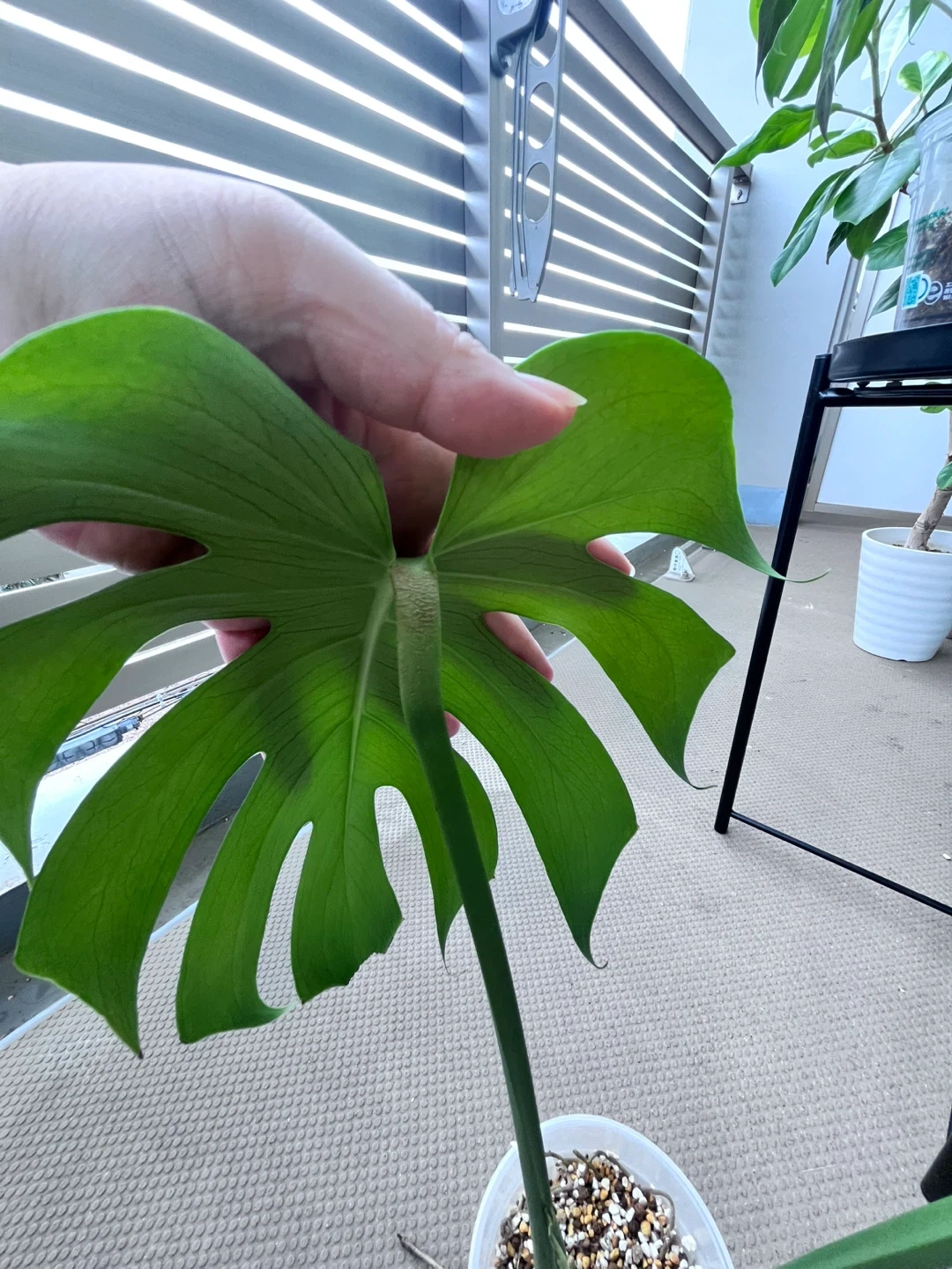 モンステラ 観葉植物Cの写真5枚目