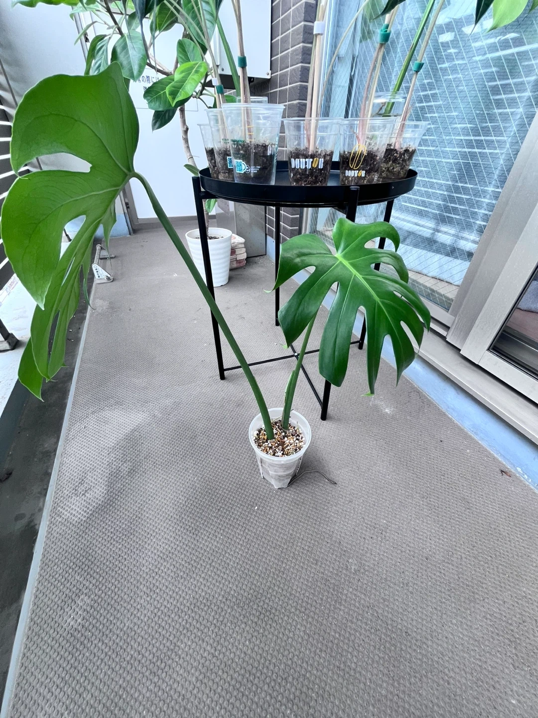 モンステラ 観葉植物C