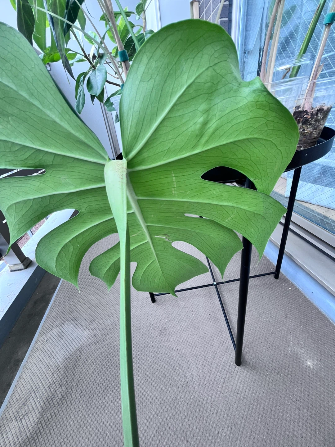 モンステラ 観葉植物Cの写真4枚目