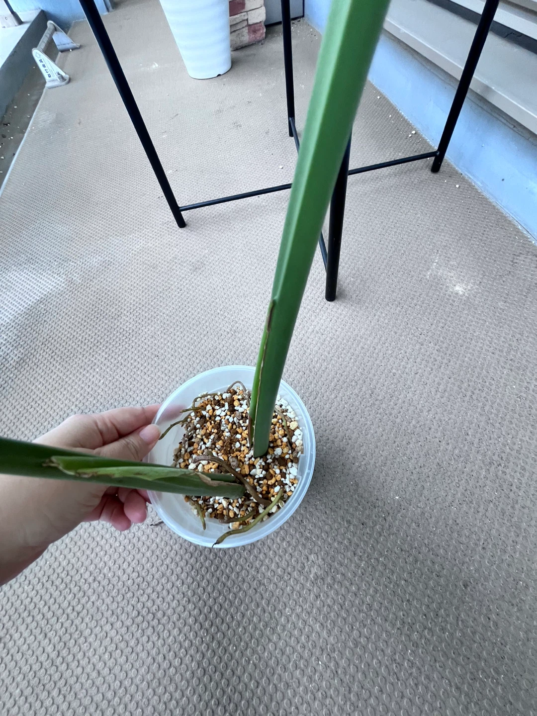 モンステラ 観葉植物Cの写真6枚目